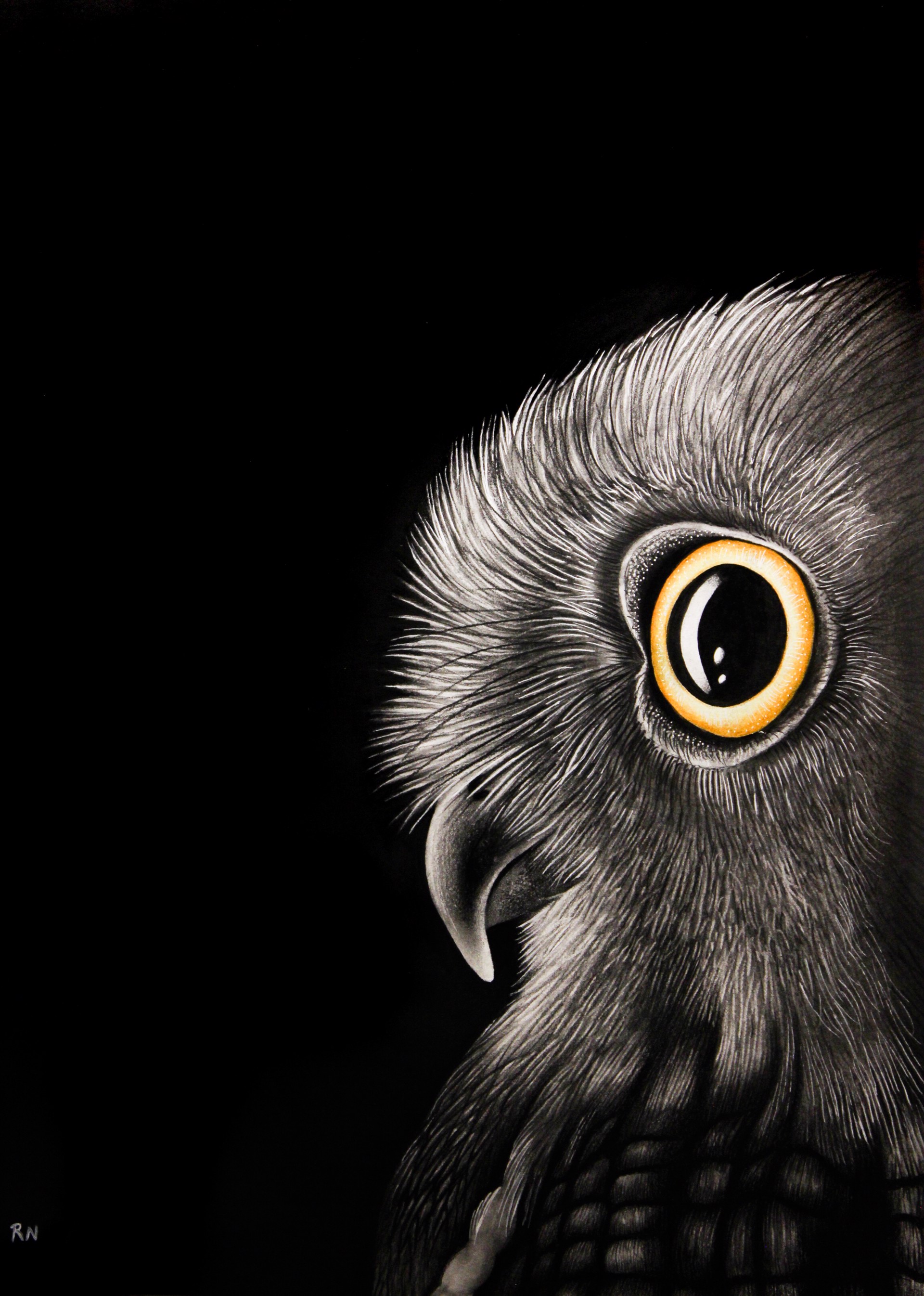 Owl by Ricardo Nassif