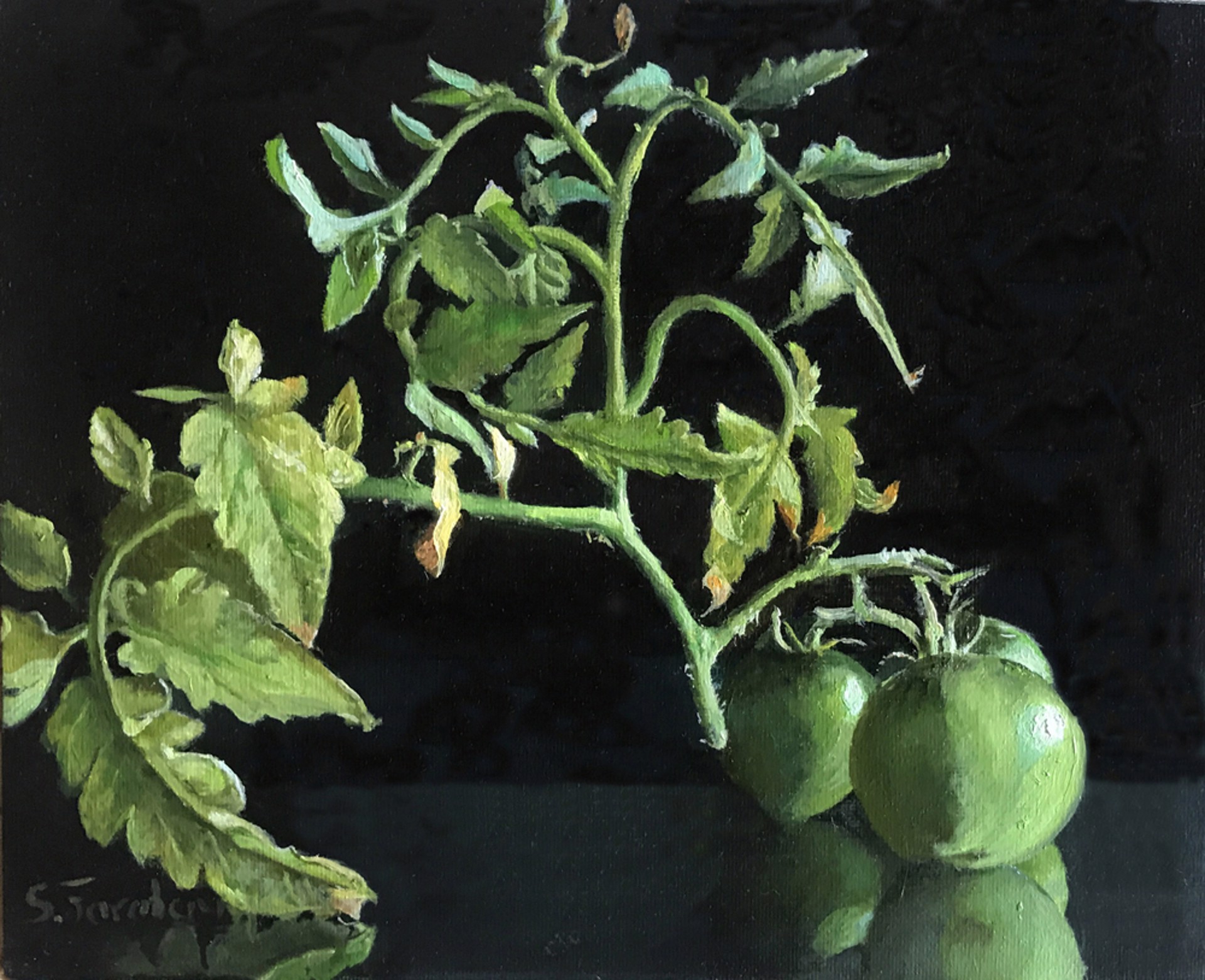Tomatoes by Sheri Farabaugh