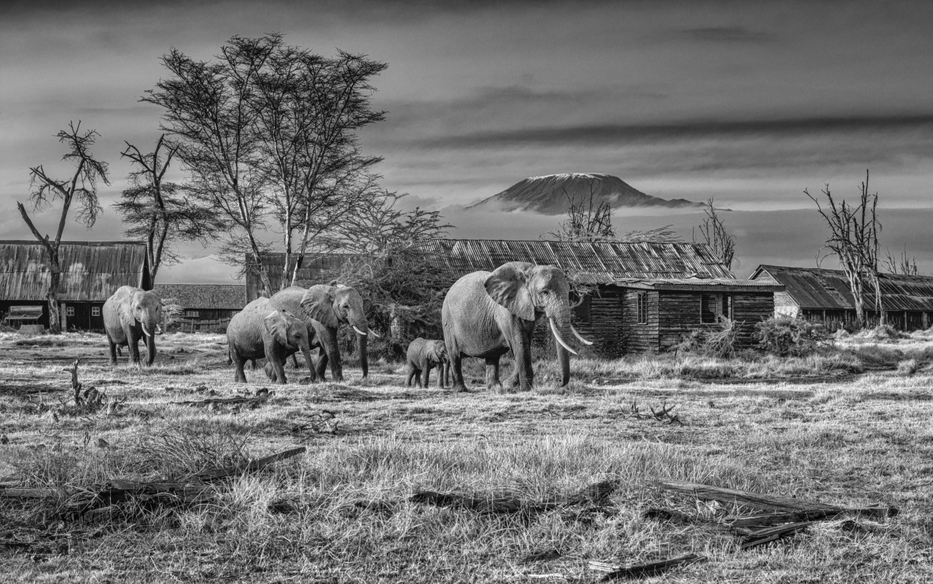 After Man by David Yarrow