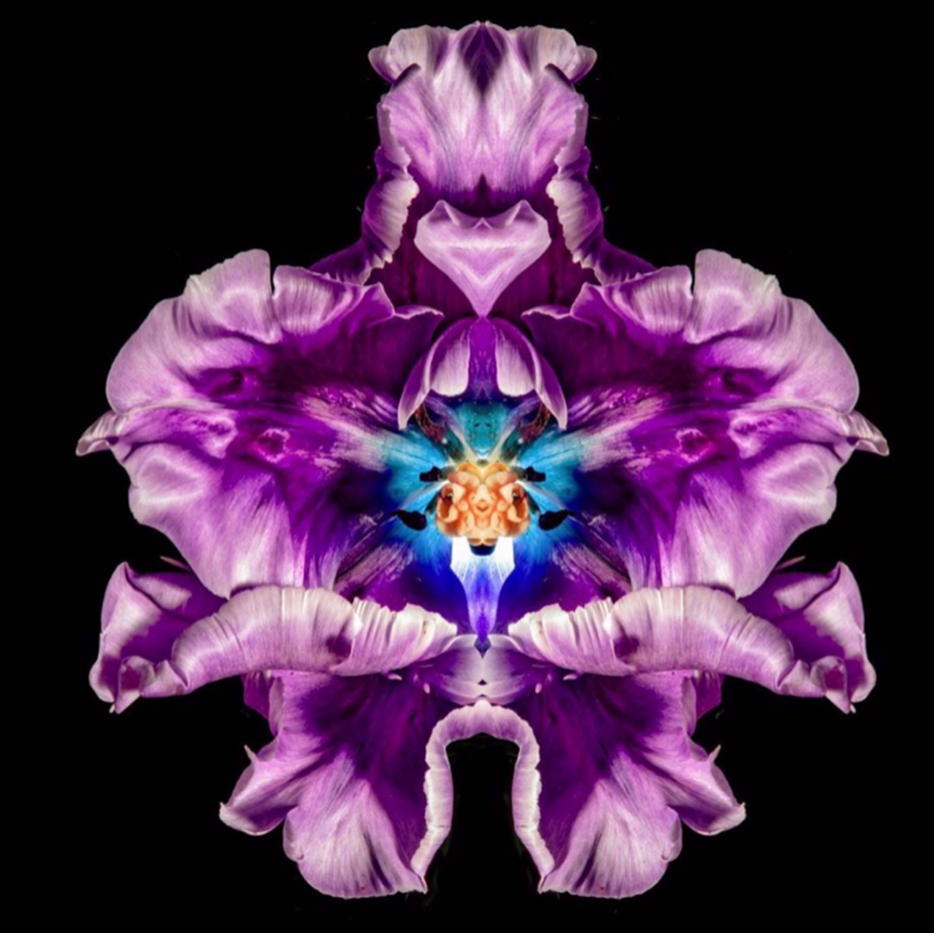 Large Purple Flower by Jeff Robb