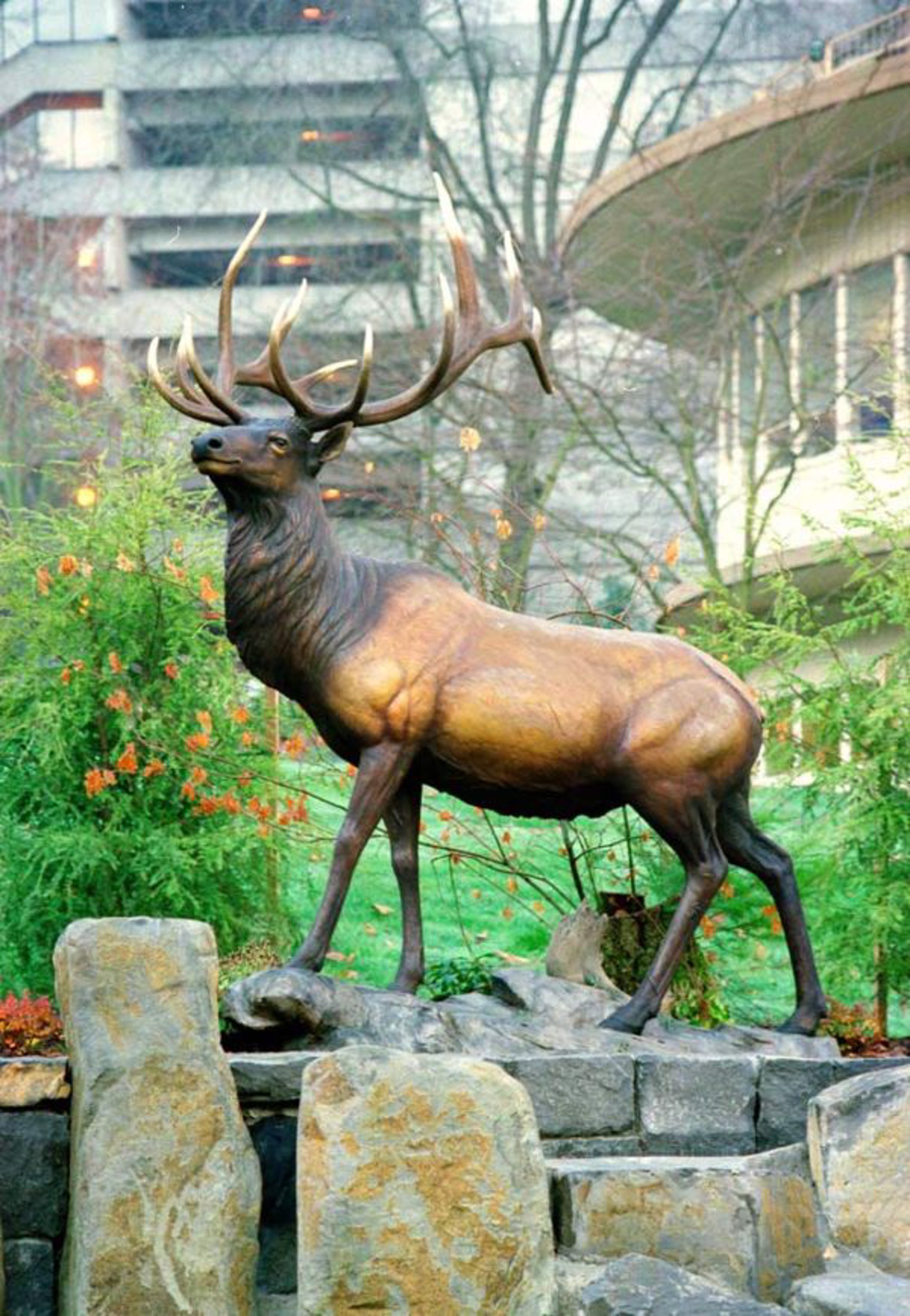 Life Size Bronze Limited Edition Bronze Bull Elk Monument Statue Featuring A Bronze Rock Base, By Rip And Alison Caswell