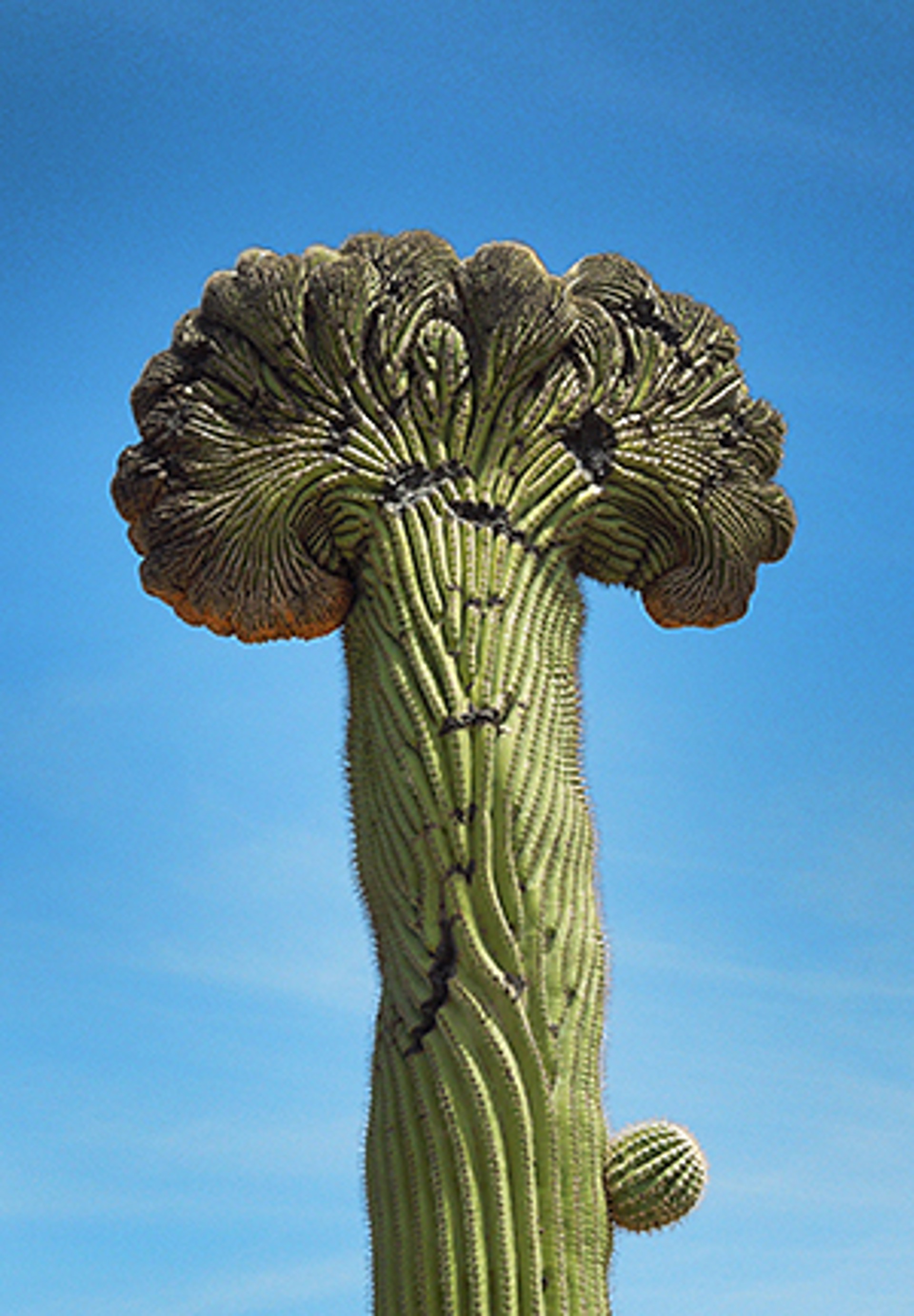 Crown Crested Saguaro with Swirl by Lance Bell