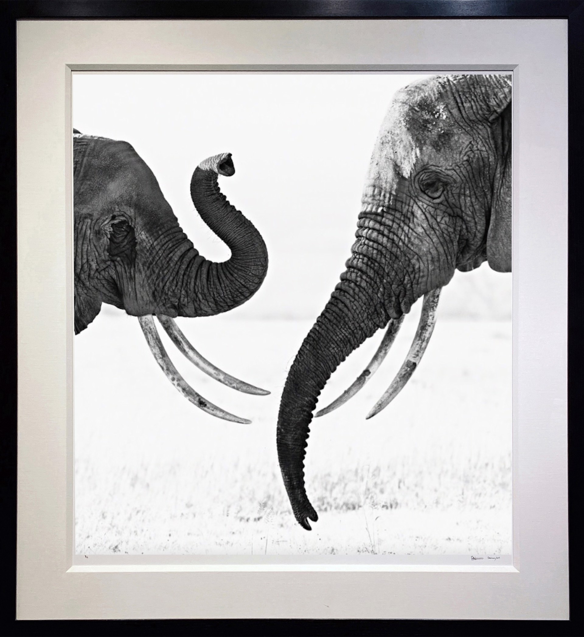 Ivory Exchange by David Yarrow