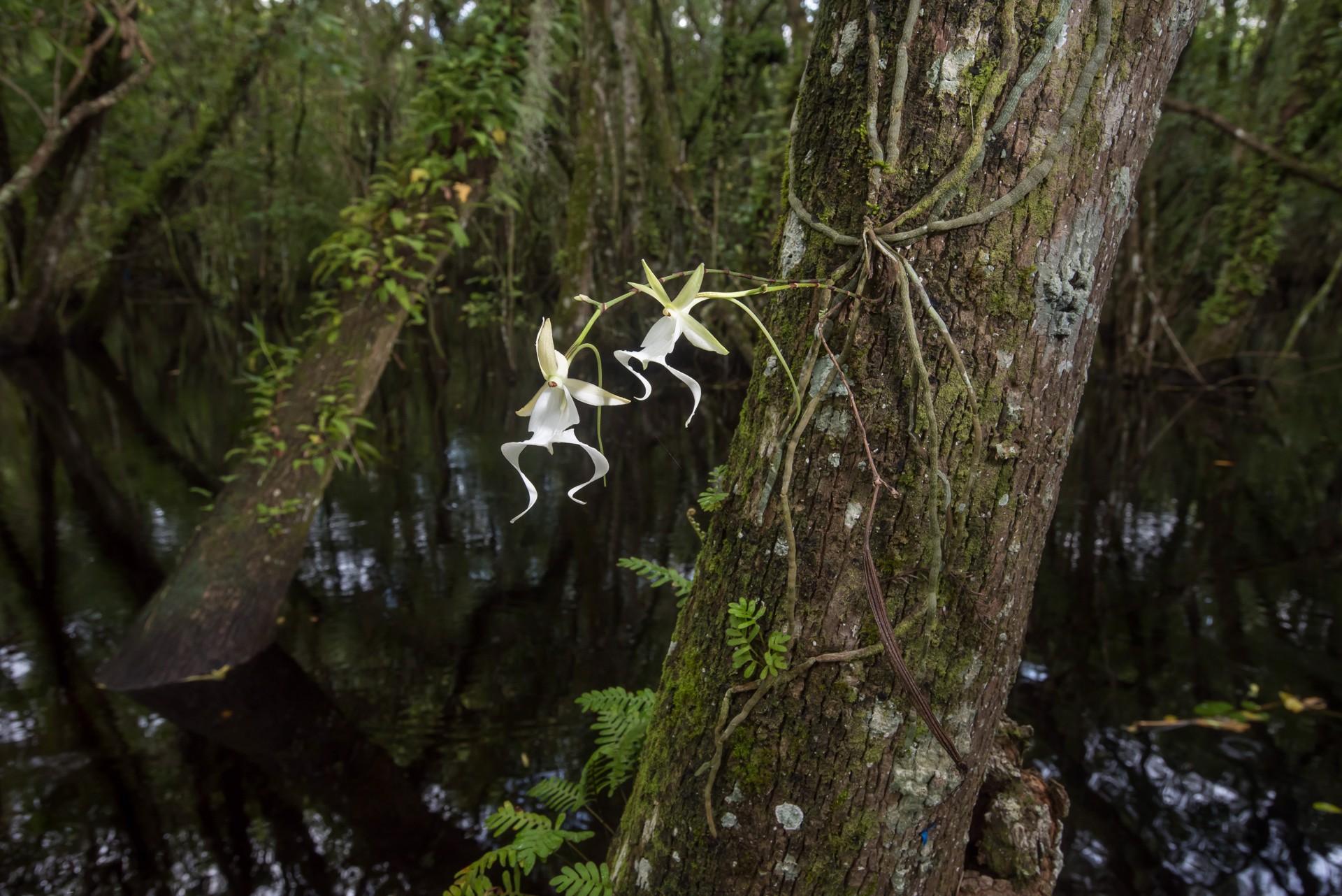 Ghost Orchid Swamp by Carlton Ward Photography