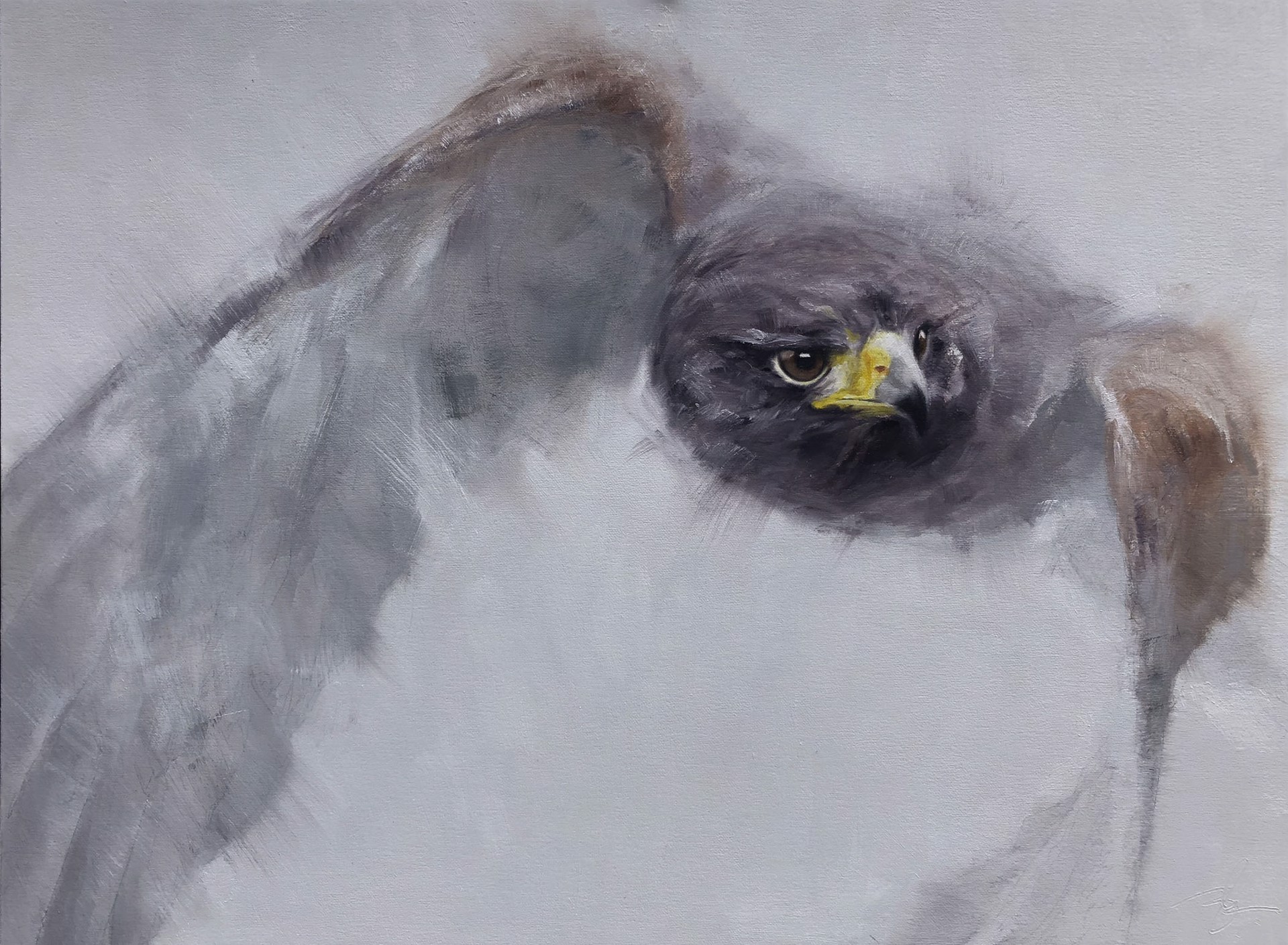 A Contemporary Painting Of A Harris Hawk Flying In A Muted Palette By Doyle Hostetler At Gallery Wild