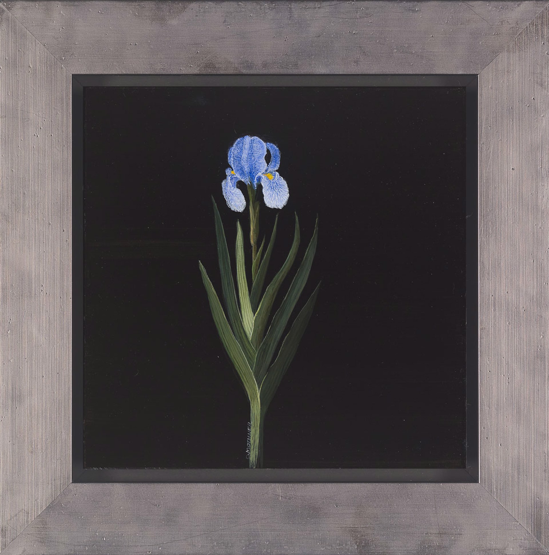 Blue Iris by Carol Mothner