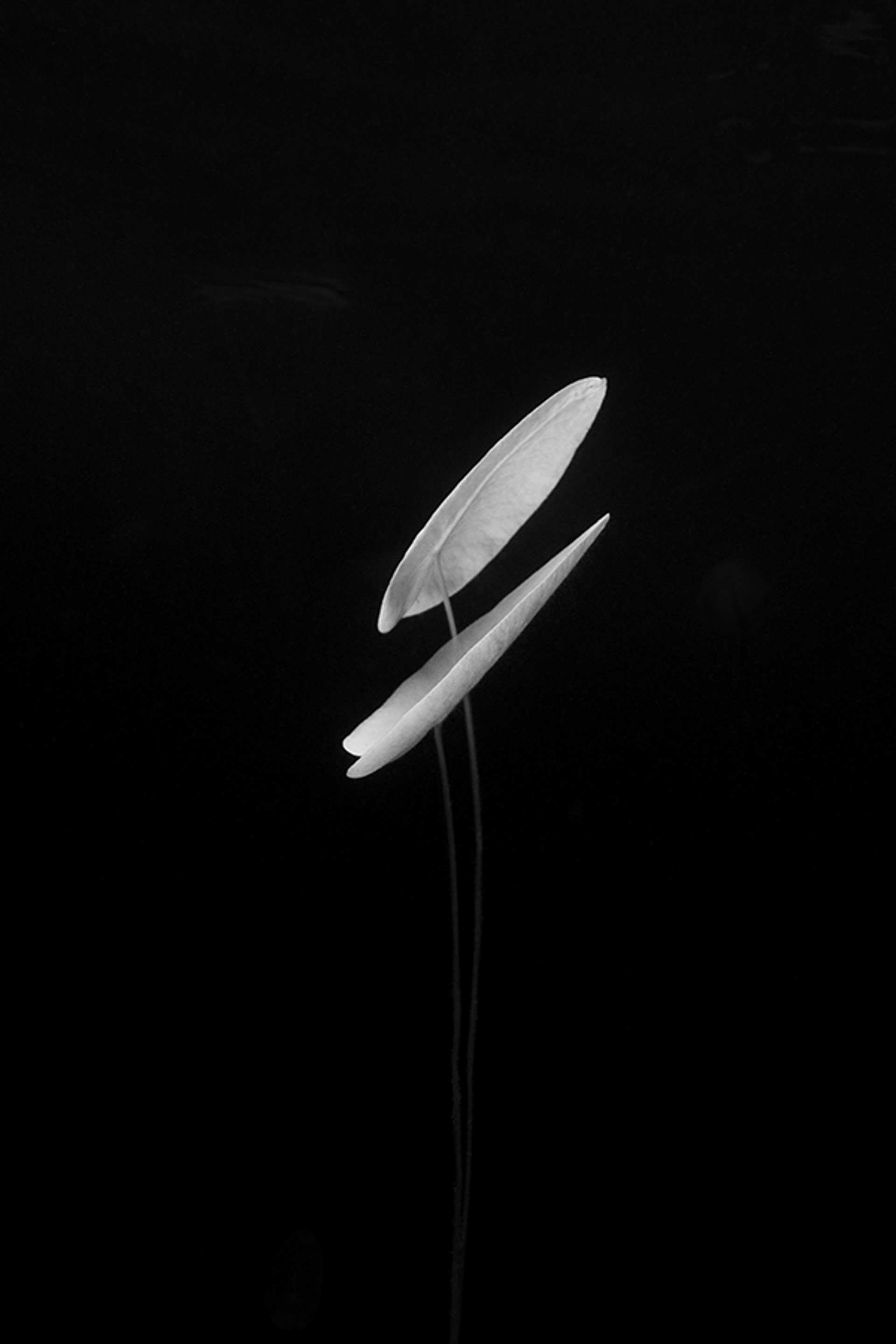 NYMPHAEA INFRARED NO. 4 by WILLIAM SCULLY