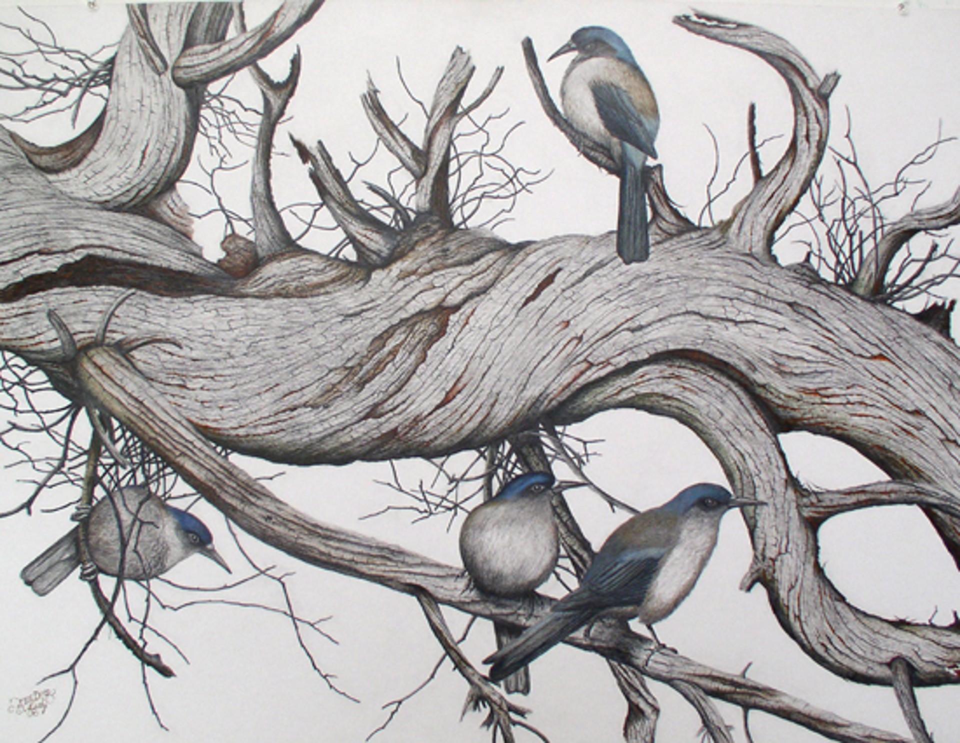 Ken Dust | Freed Gallery