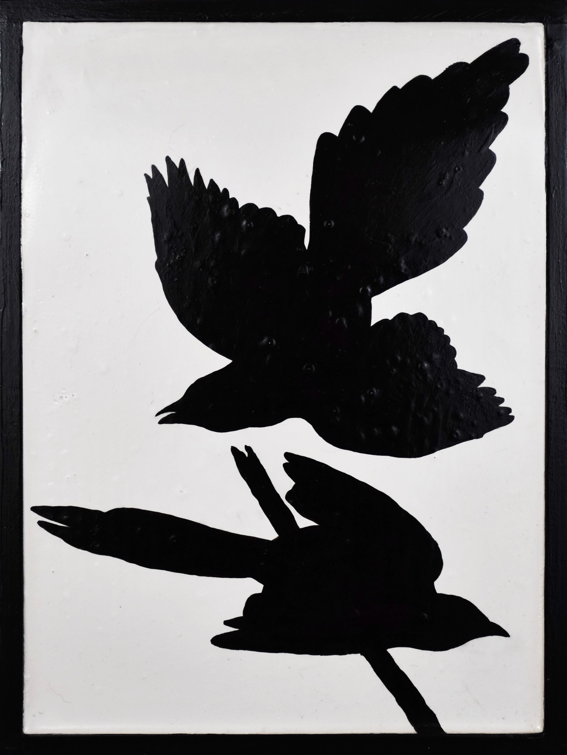 Black-billed Magpie by Tim Hunter