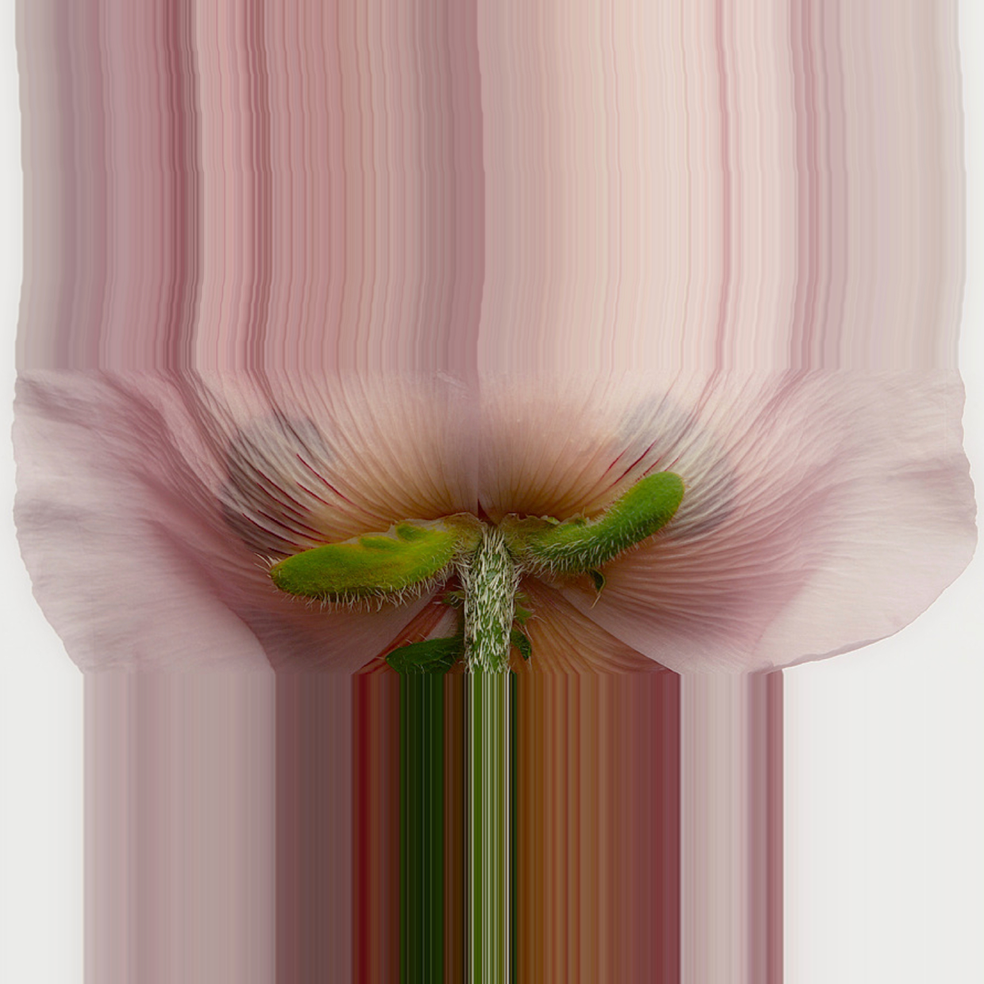 Pink Flower Glitch Art #2 by Oz Van Rosen