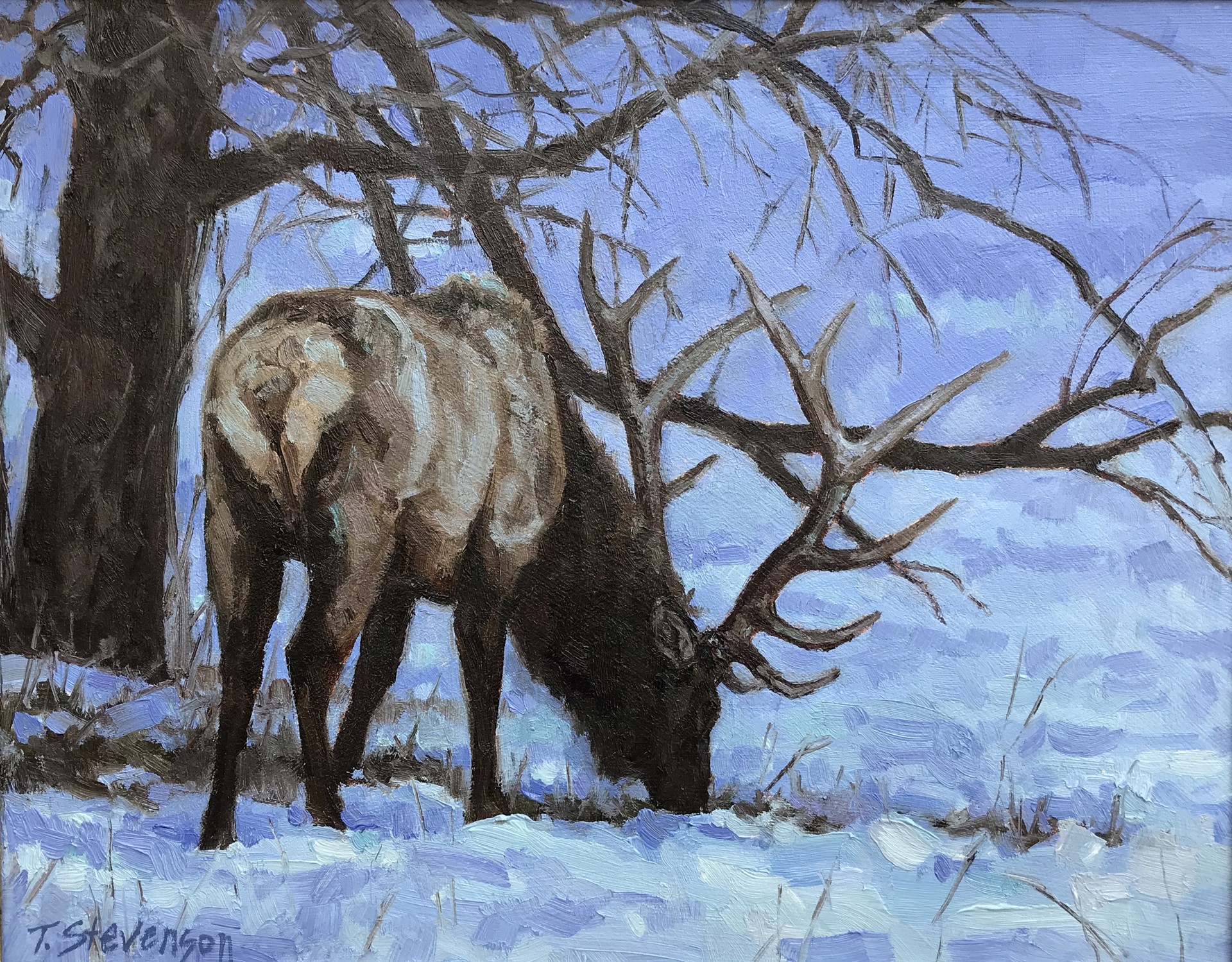 Winter Blues by Tiffany Stevenson
