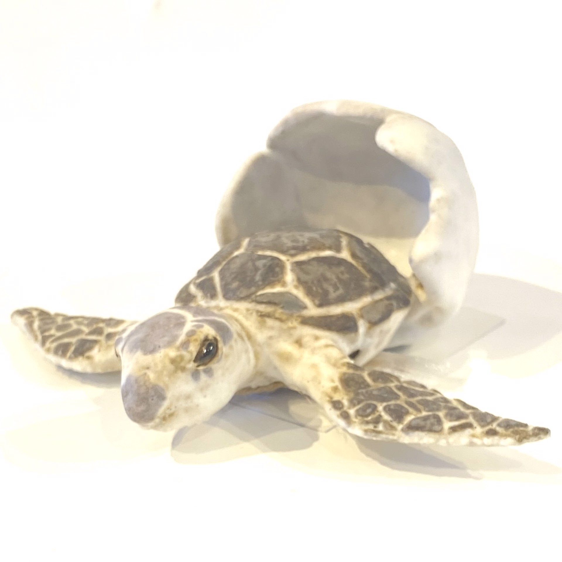 Atlantic Green Turtle Hatchling with Shell SG23-59 by Shayne Greco