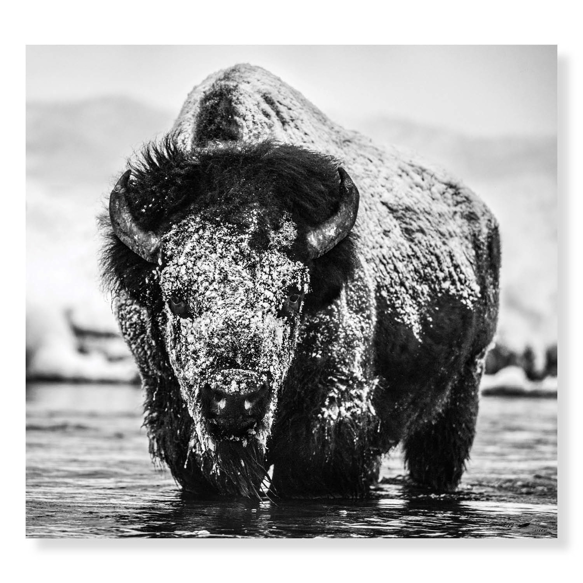 Boogie Nights by David Yarrow