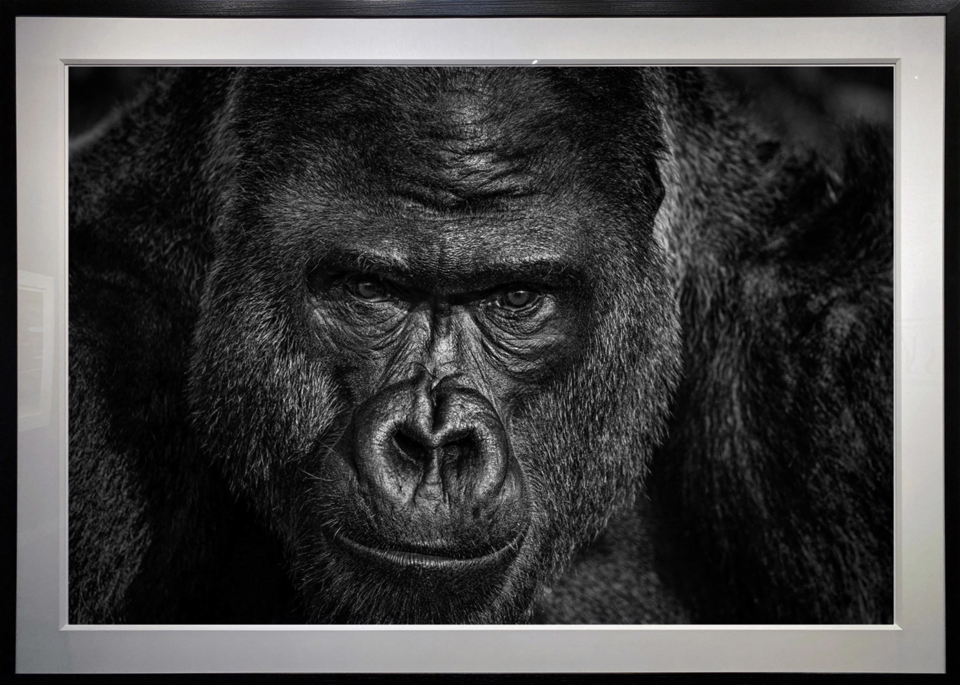 Elmo by David Yarrow