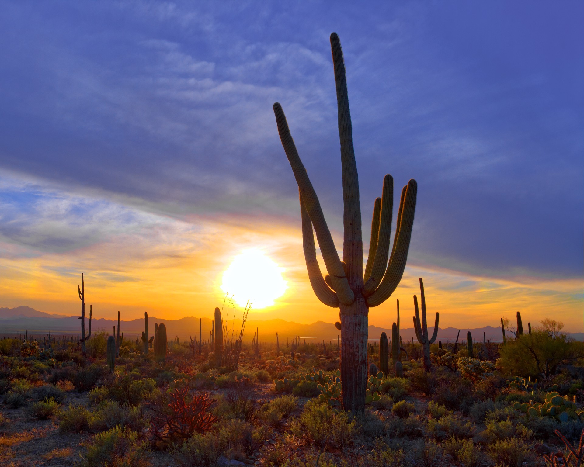 Sonoran Sunset by Sabrina Caswell