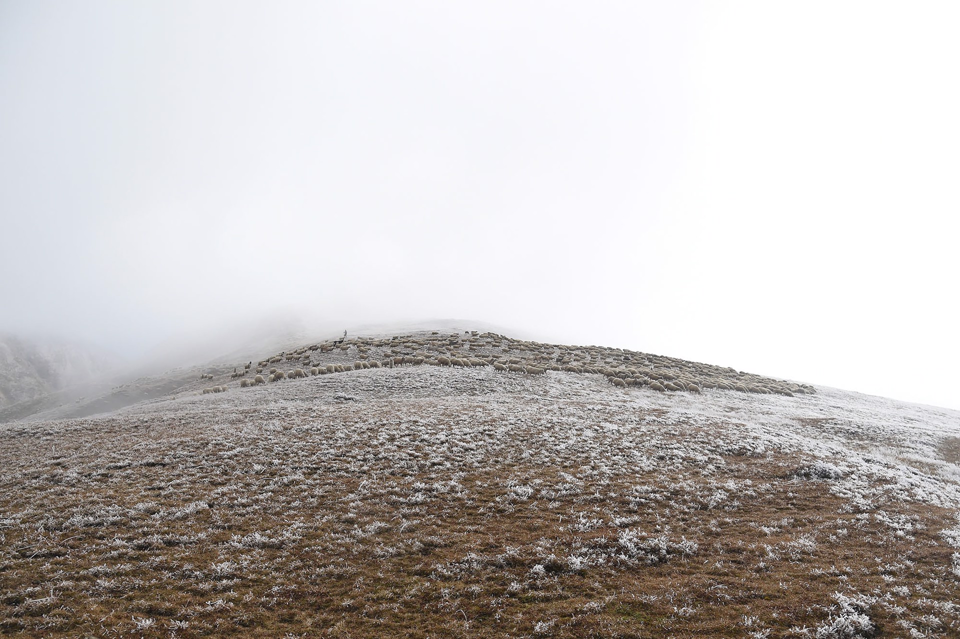 Marro's Flock on Iced Mountain Meadow by Philip Holsinger