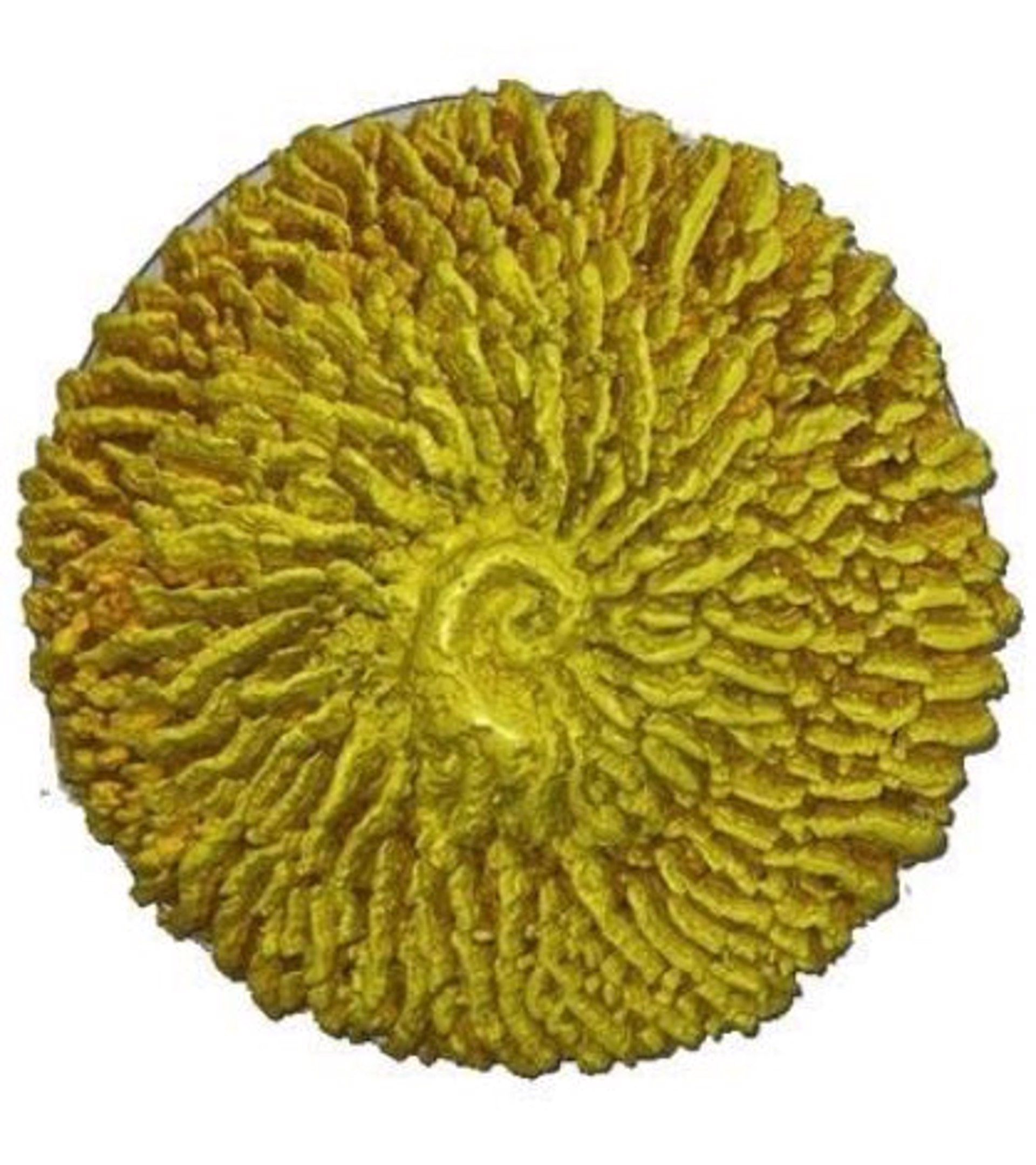Mayriad (Meaning: Pleades cluster) (Yellow) by Lerone Wilson