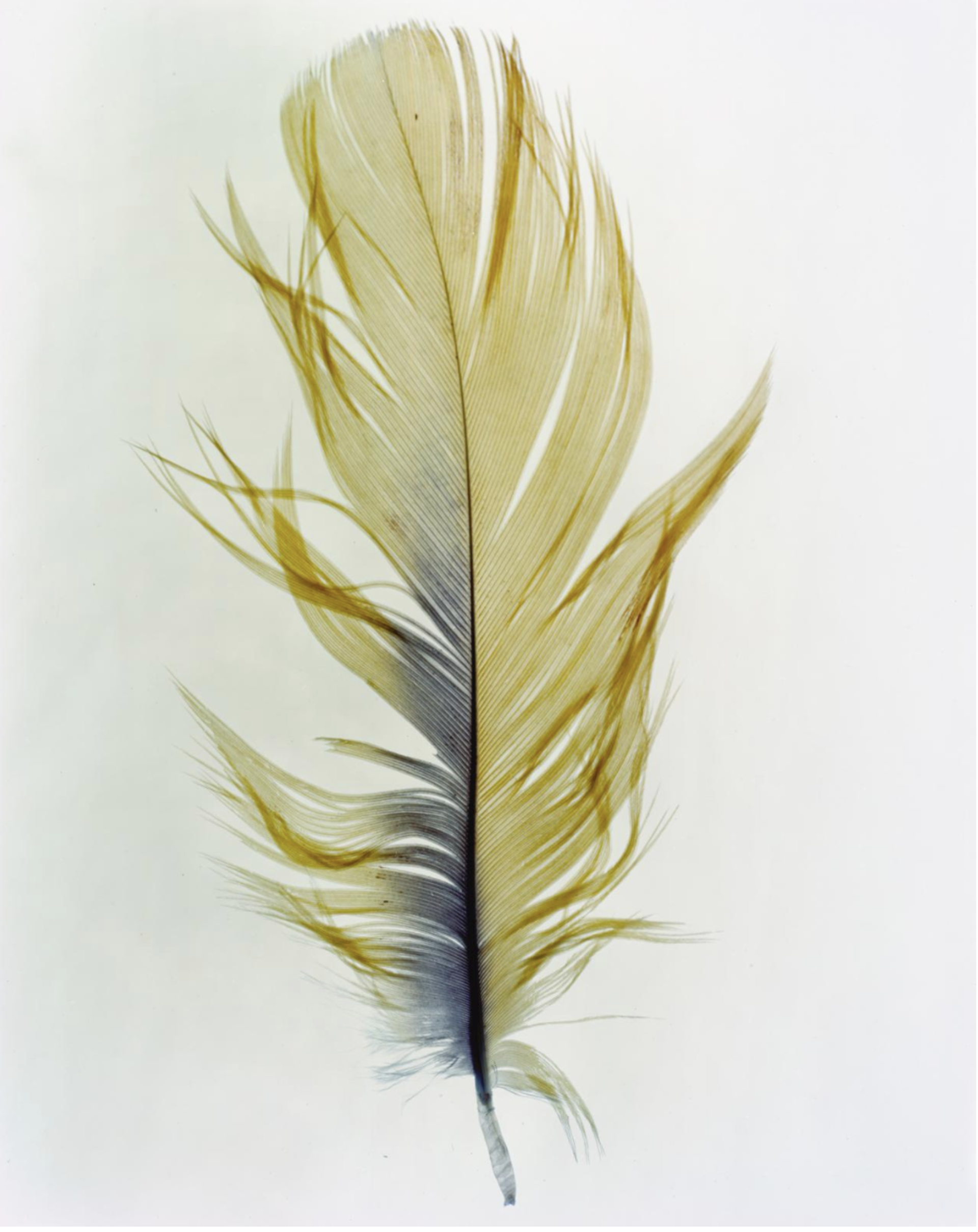 Feather Study No. 15  by Taylor Curry