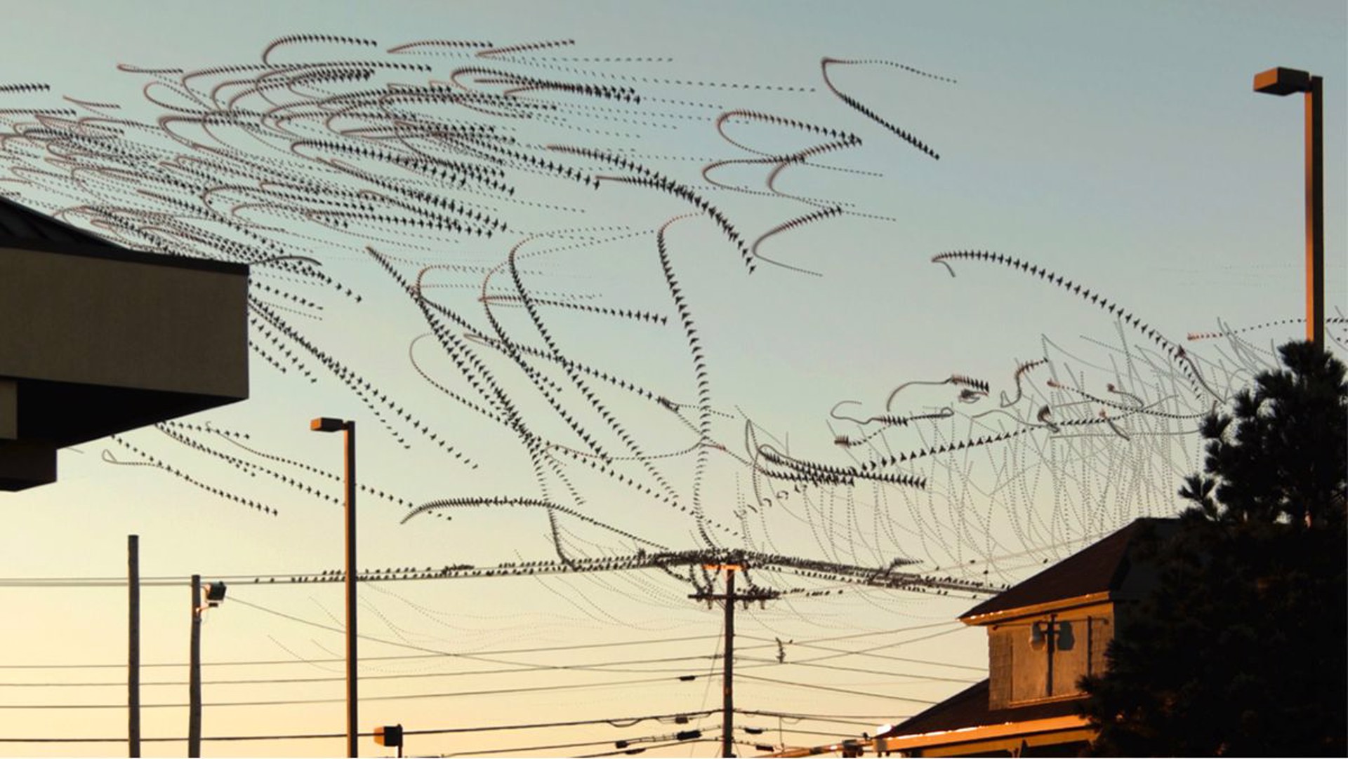 Line Birds by Dennis Hlynsky