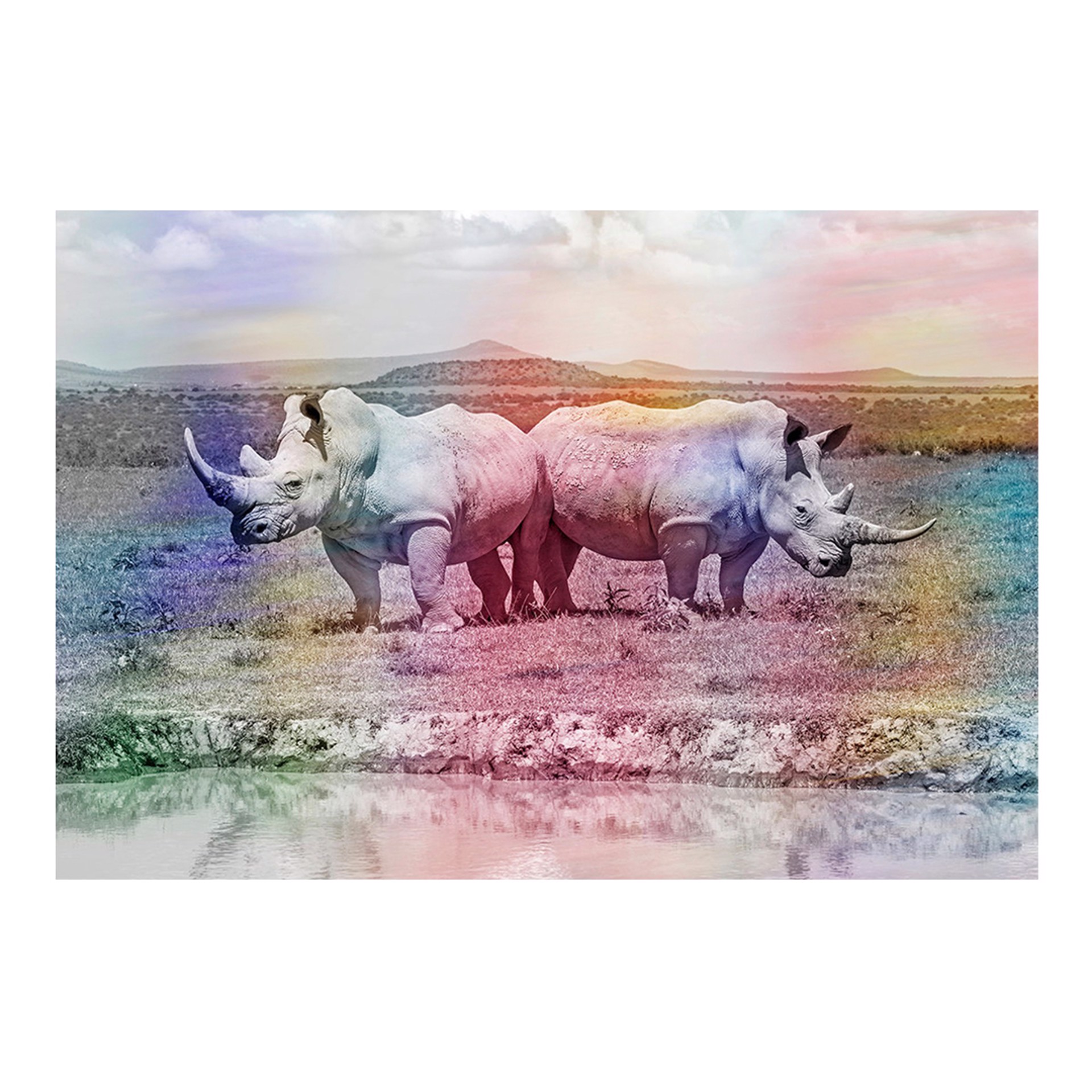 Rhino rainbow #1 by Arno Elias