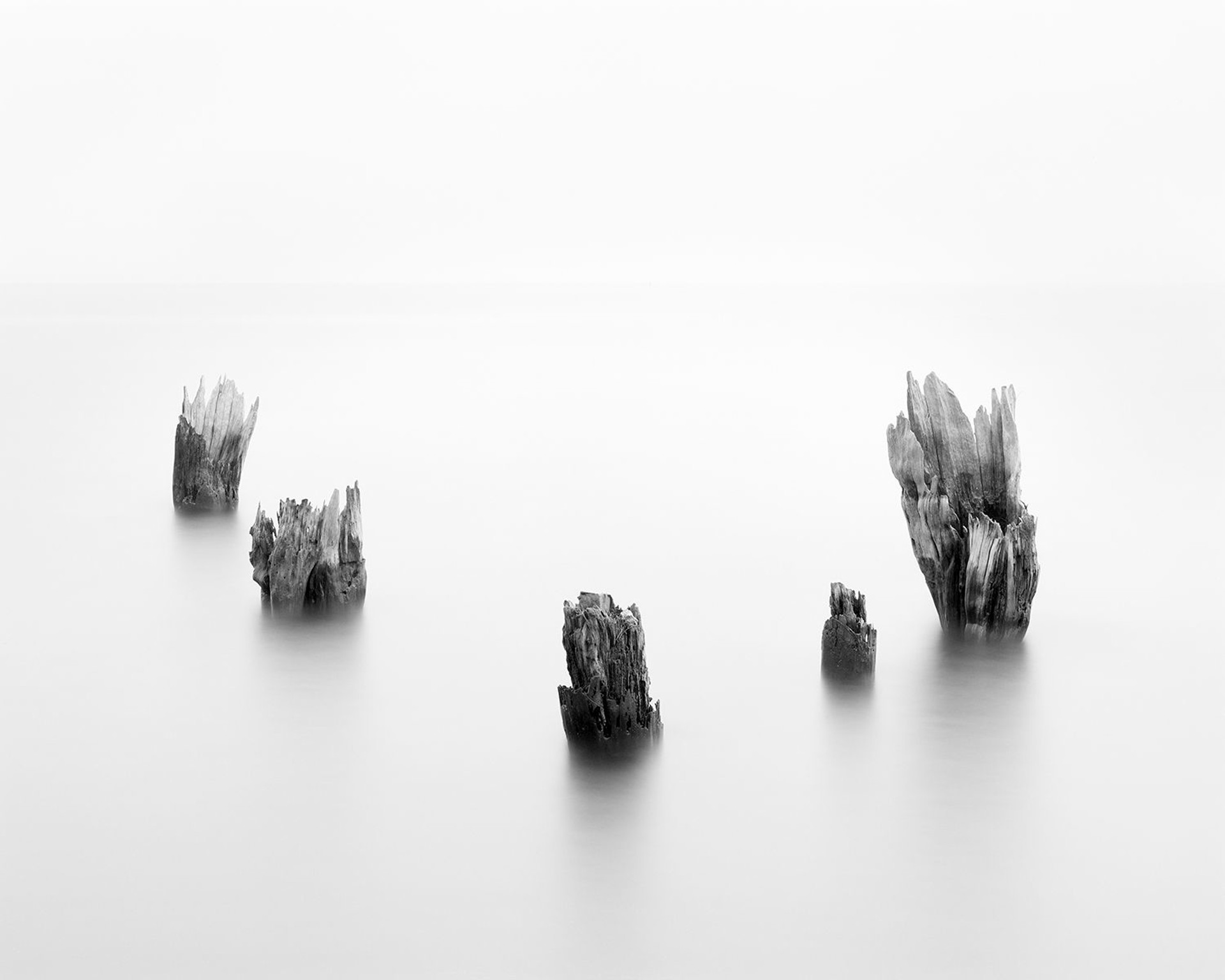 Ghost Forest XV by Mike Basher