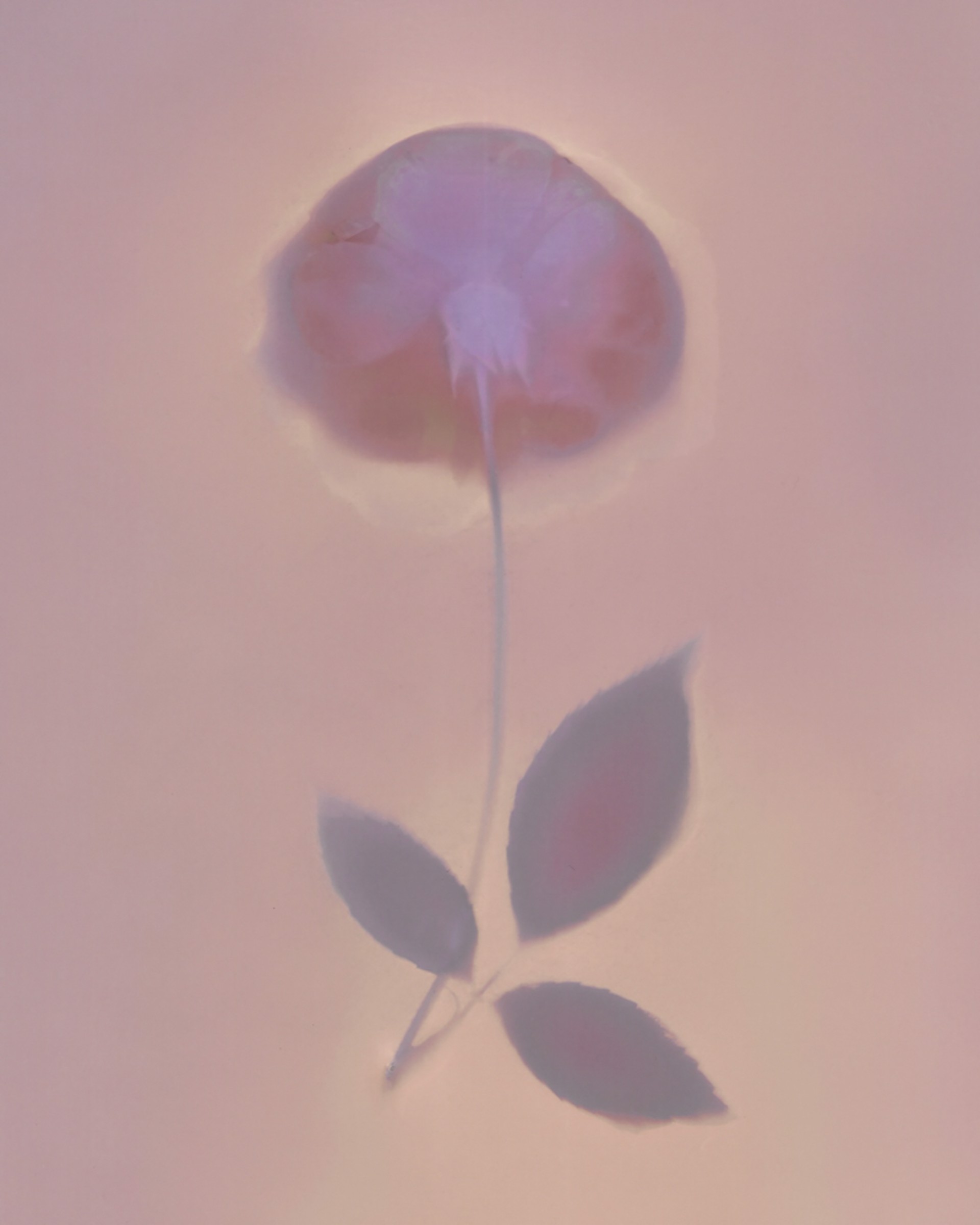 Illuminating Rose by Erin White