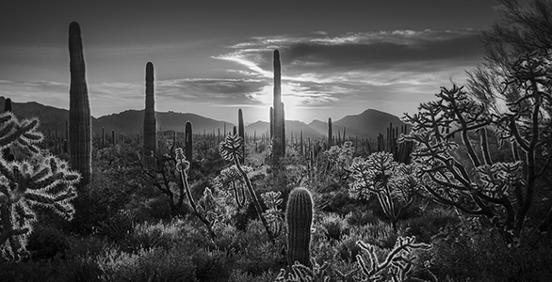 Cholla Sunset - card Zero by Lance Bell