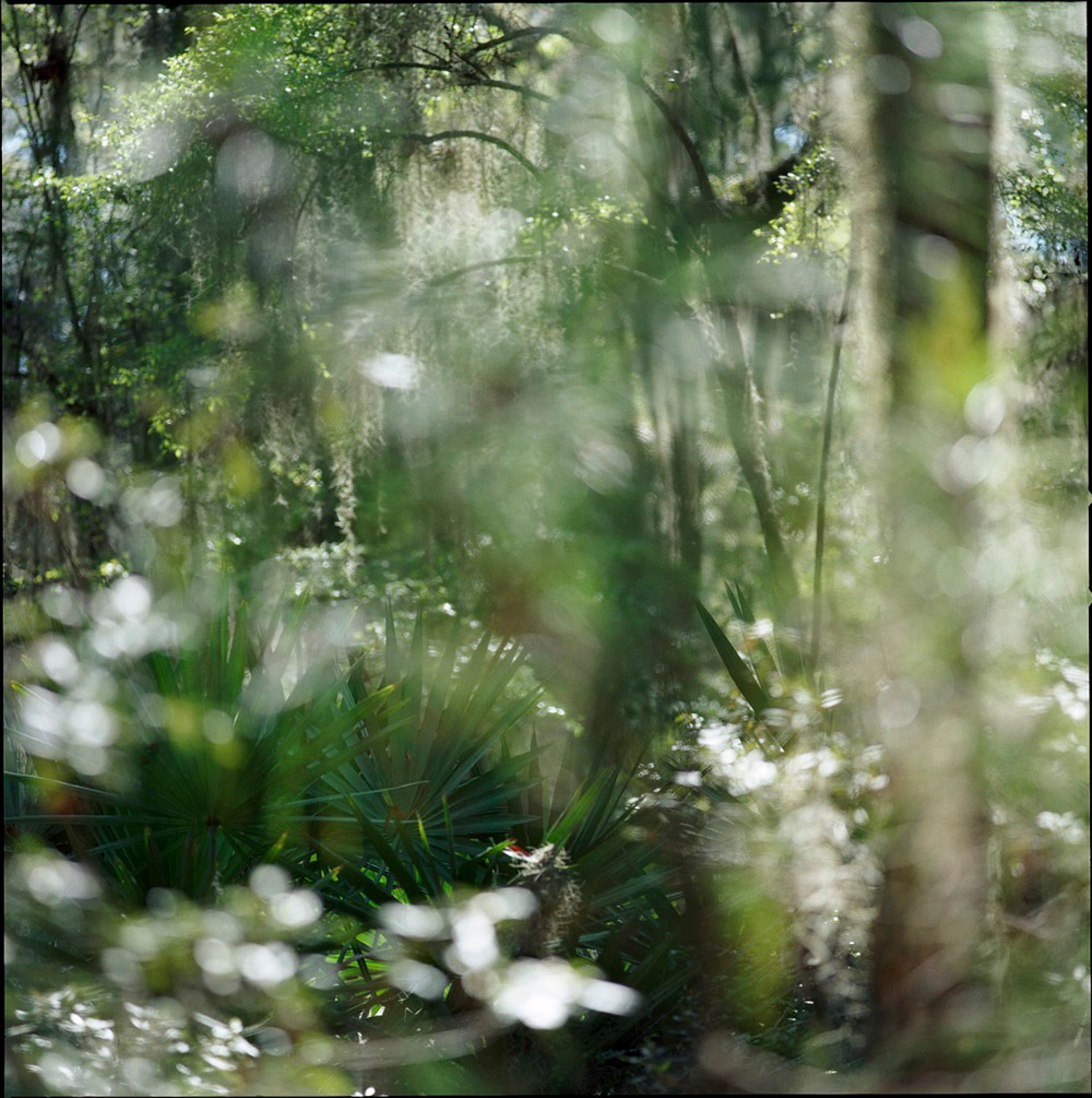 Sapelo Island Forest by Kathryn Kolb