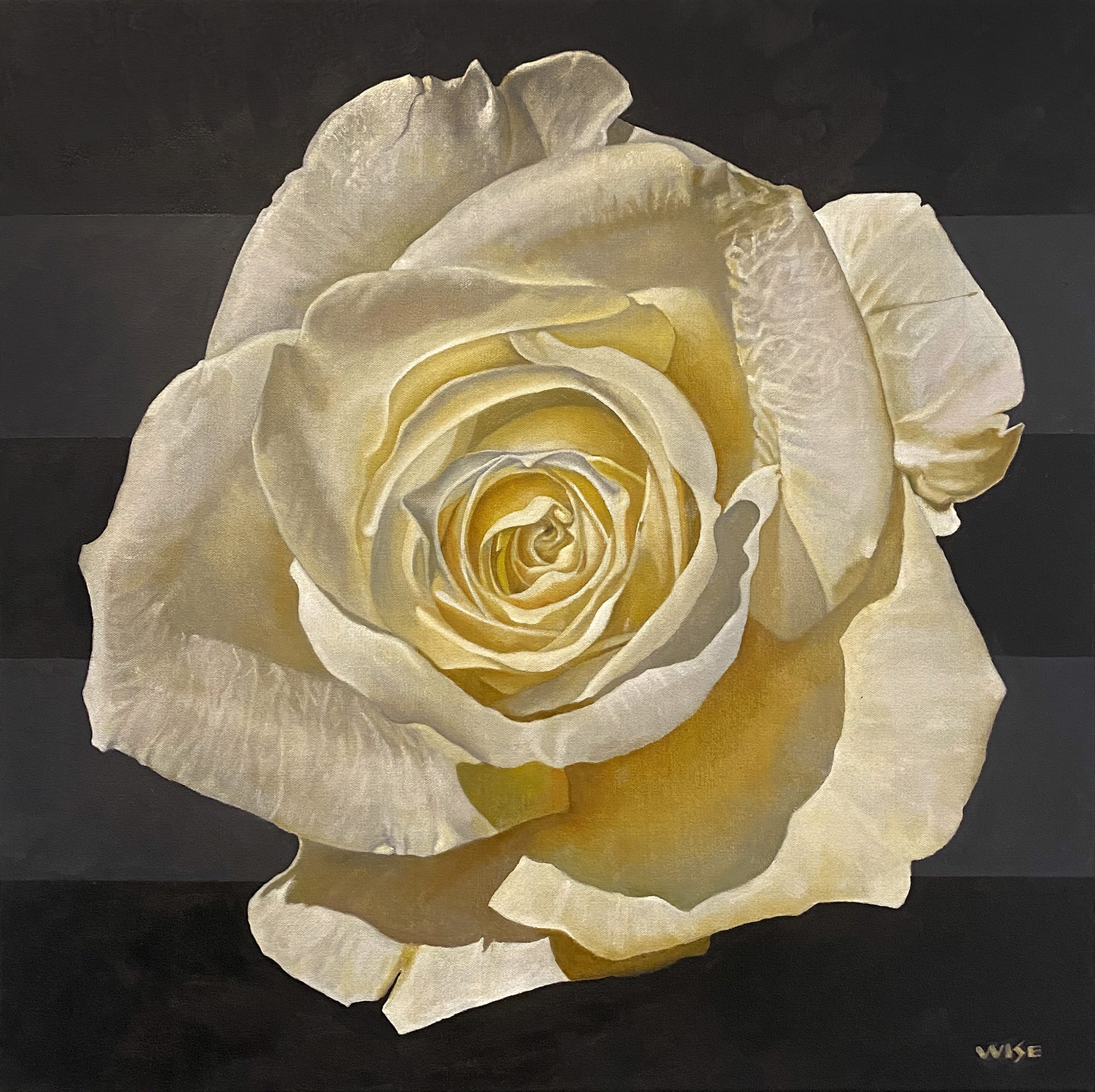 White Rose III (Pandemic) by Jim Wise