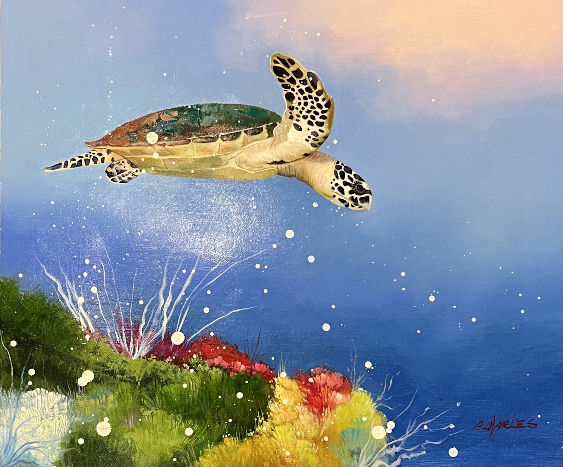 GLIDING OVER CORAL by P CHARLES