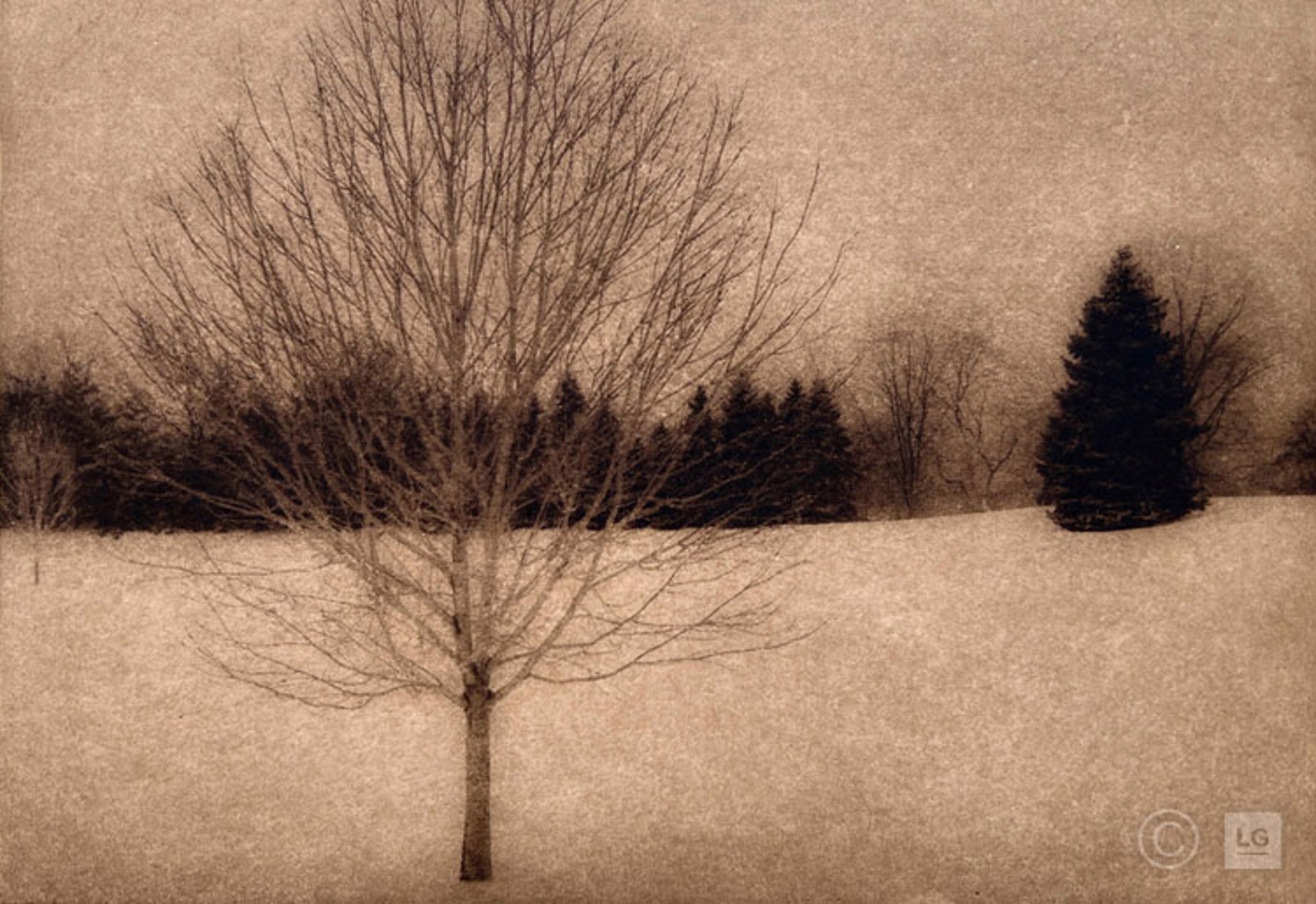 Winter by Laurie Pruitt