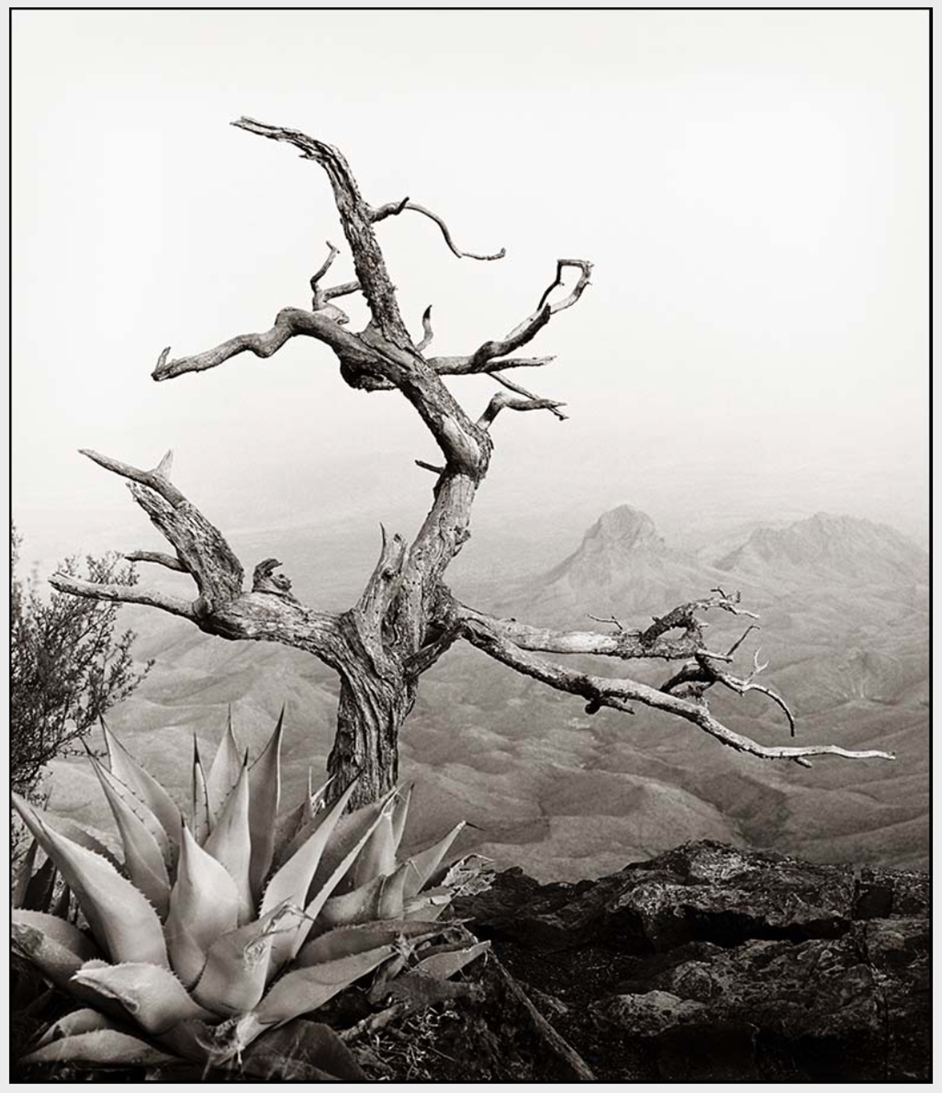 South Rim with Agave by James H. Evans