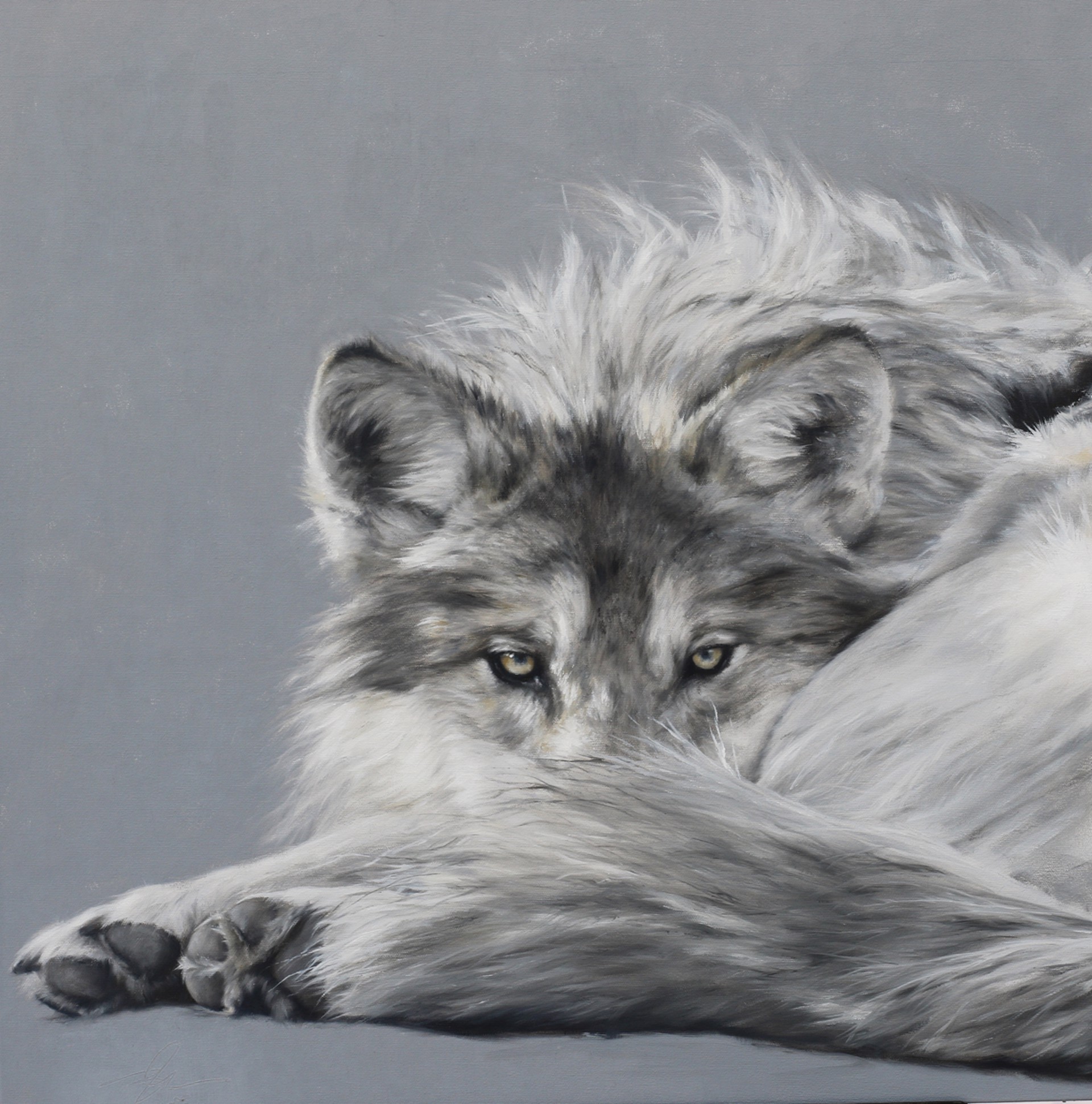 Original Contemporary Oil Painting Of A Grey Wolf Curled Up Looking At The Viewer In Black And White, By Doyle Hostetler