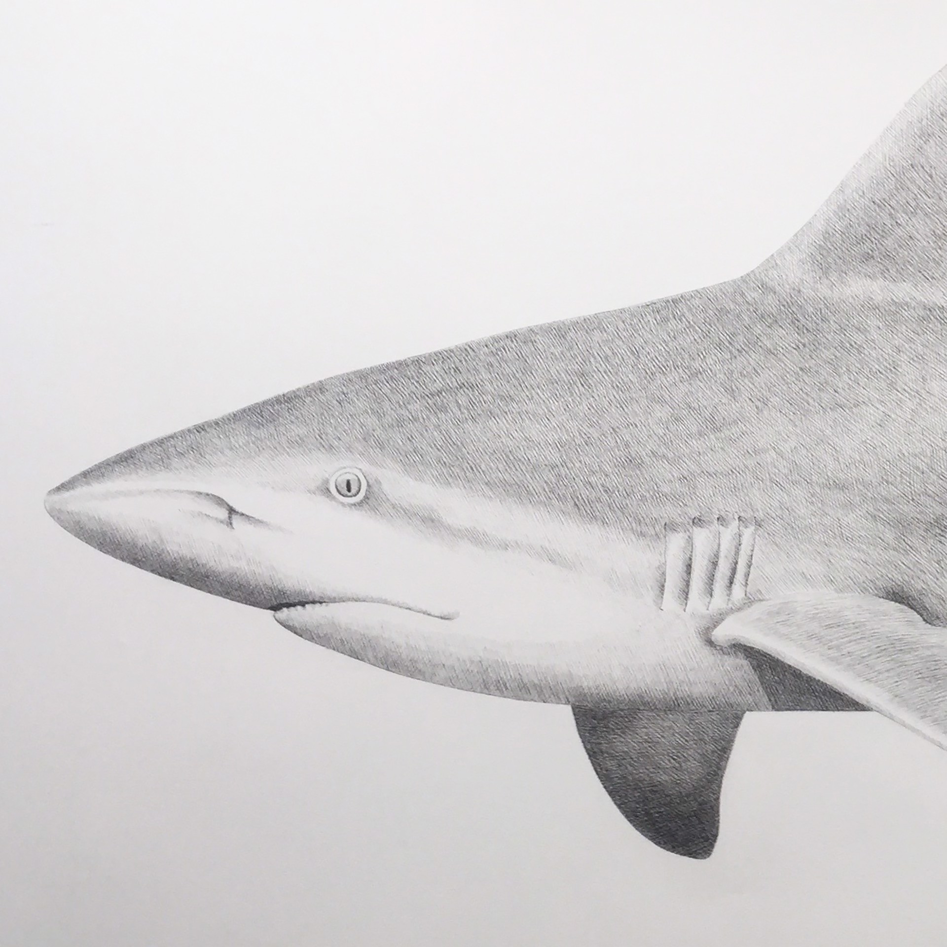 Sandbar Shark by Hannah Hanlon
