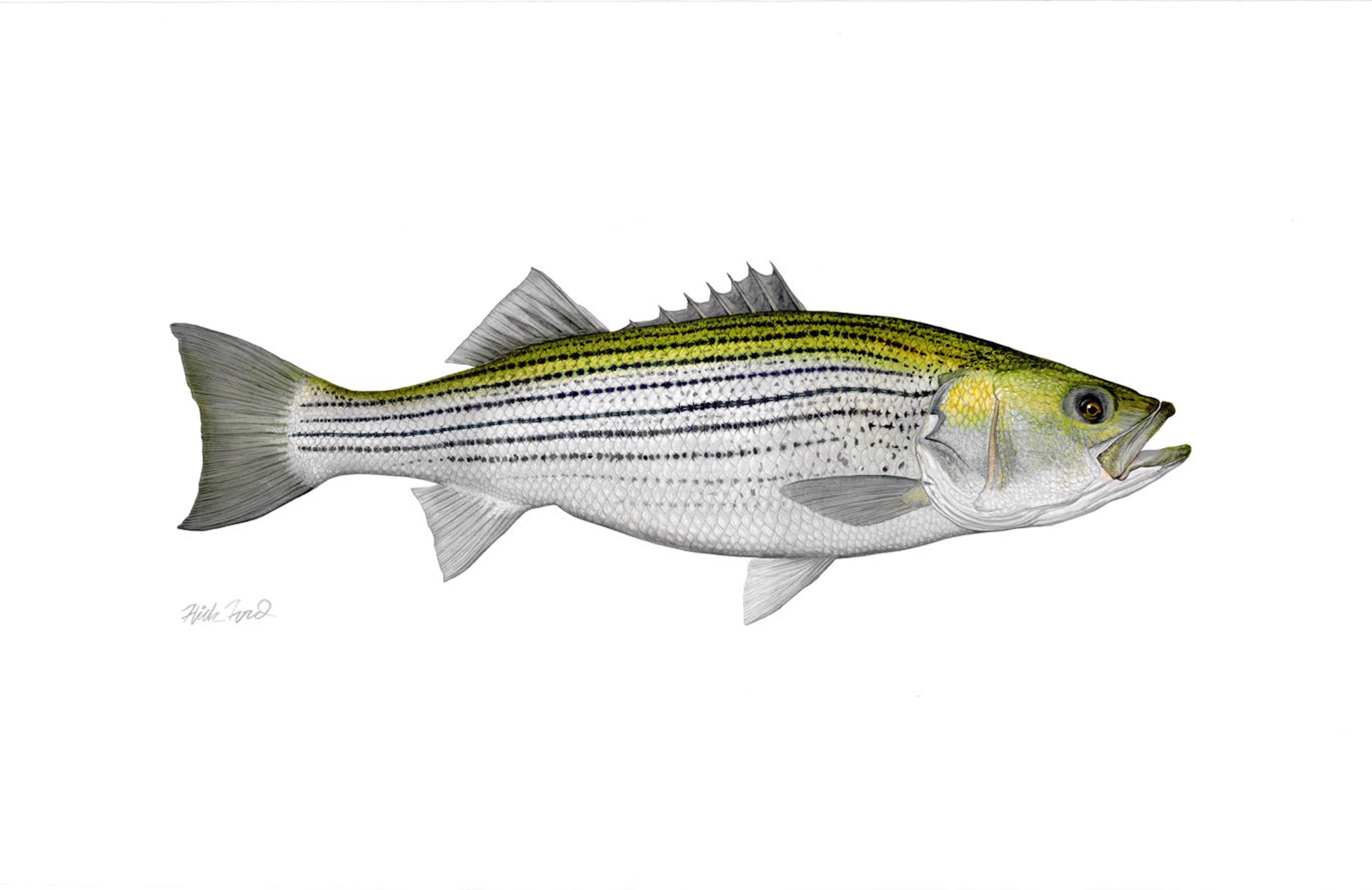 Striped Bass by Flick Ford