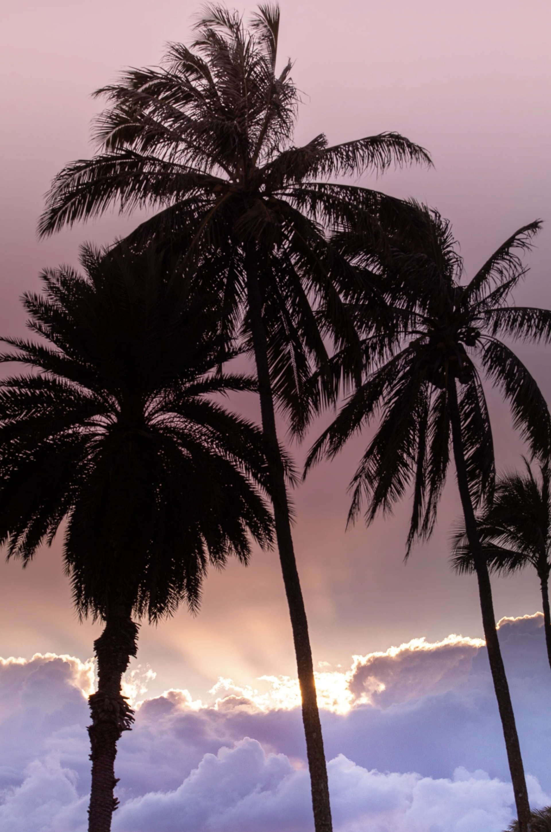 Heavenly Palms by Danny Hale
