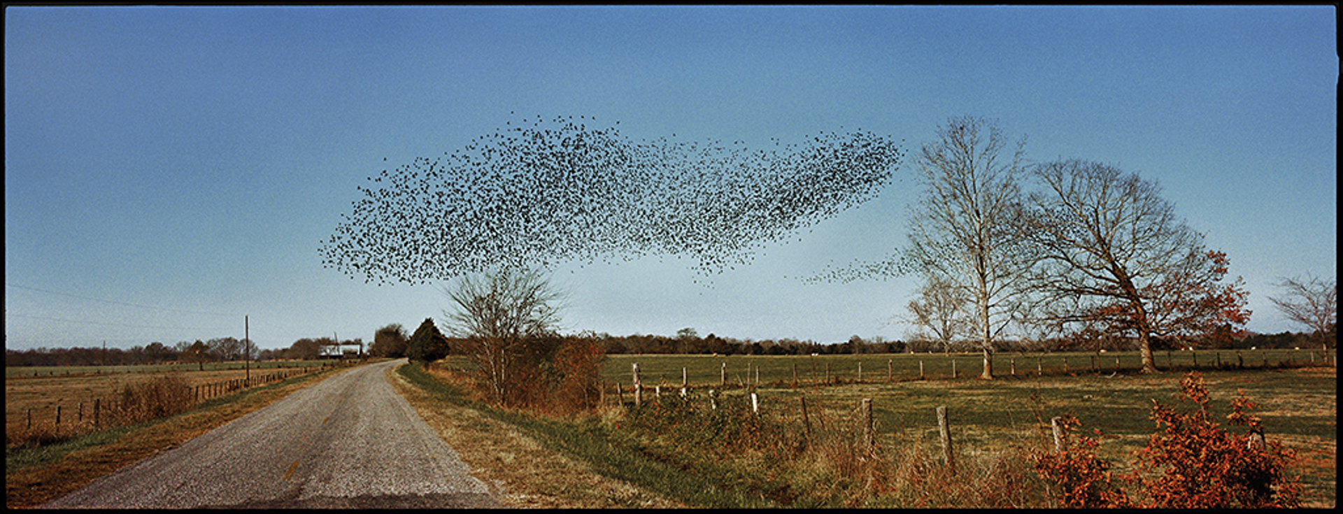 Birds, Perry County, AL by Jerry Siegel