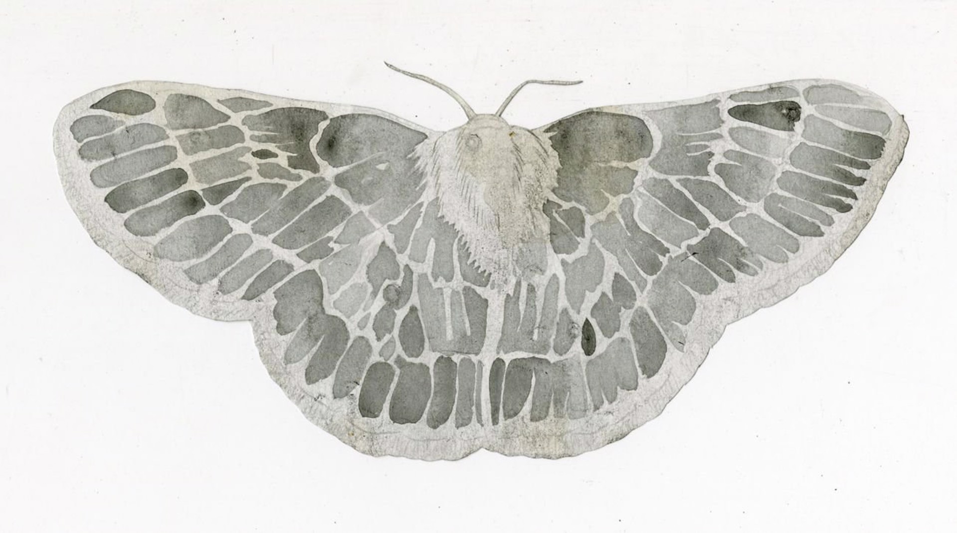 Emerald Moth (Cut Out) by Jim Holyoak