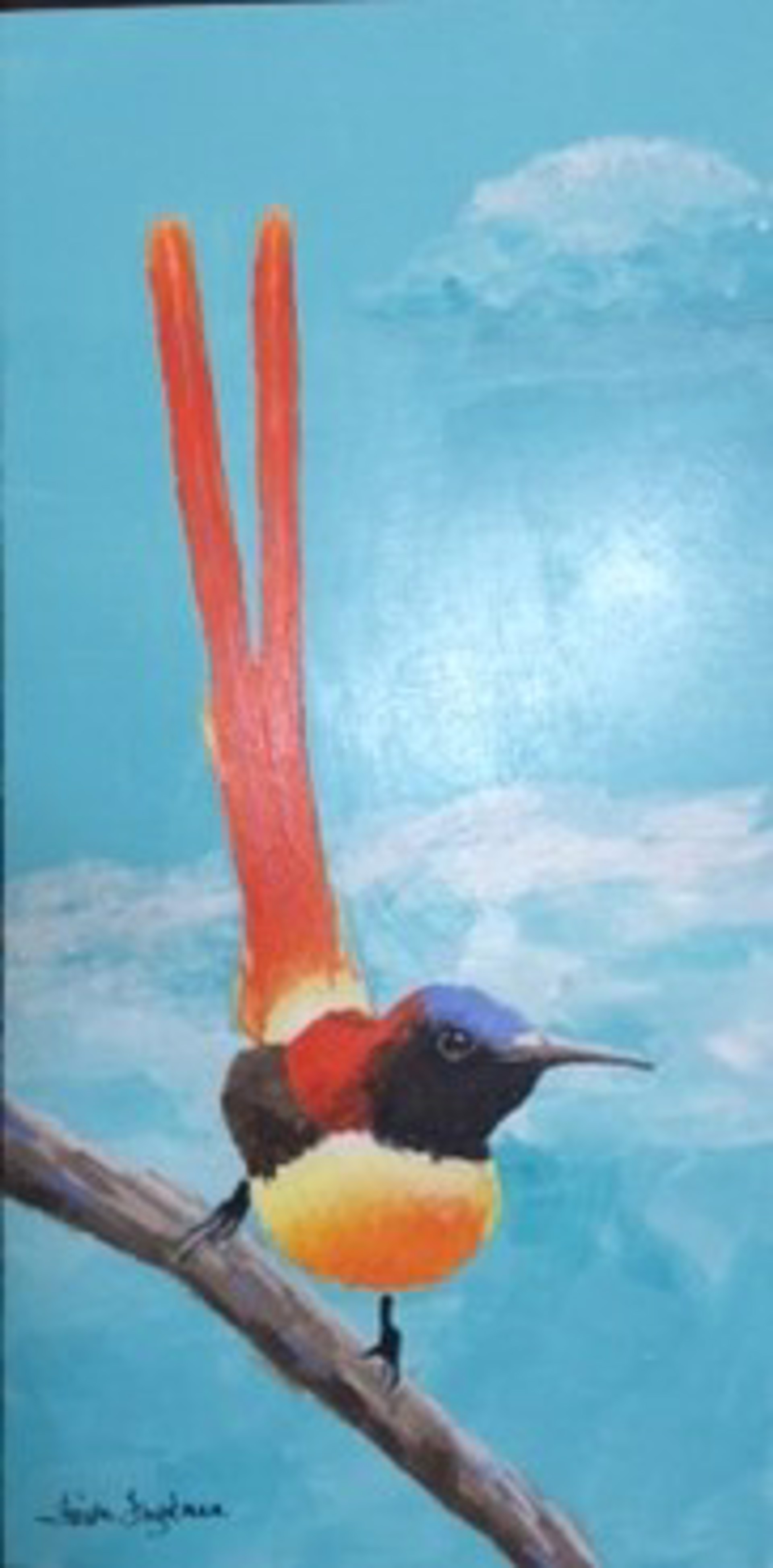 Firetailed Sunbird by Faith Frykman