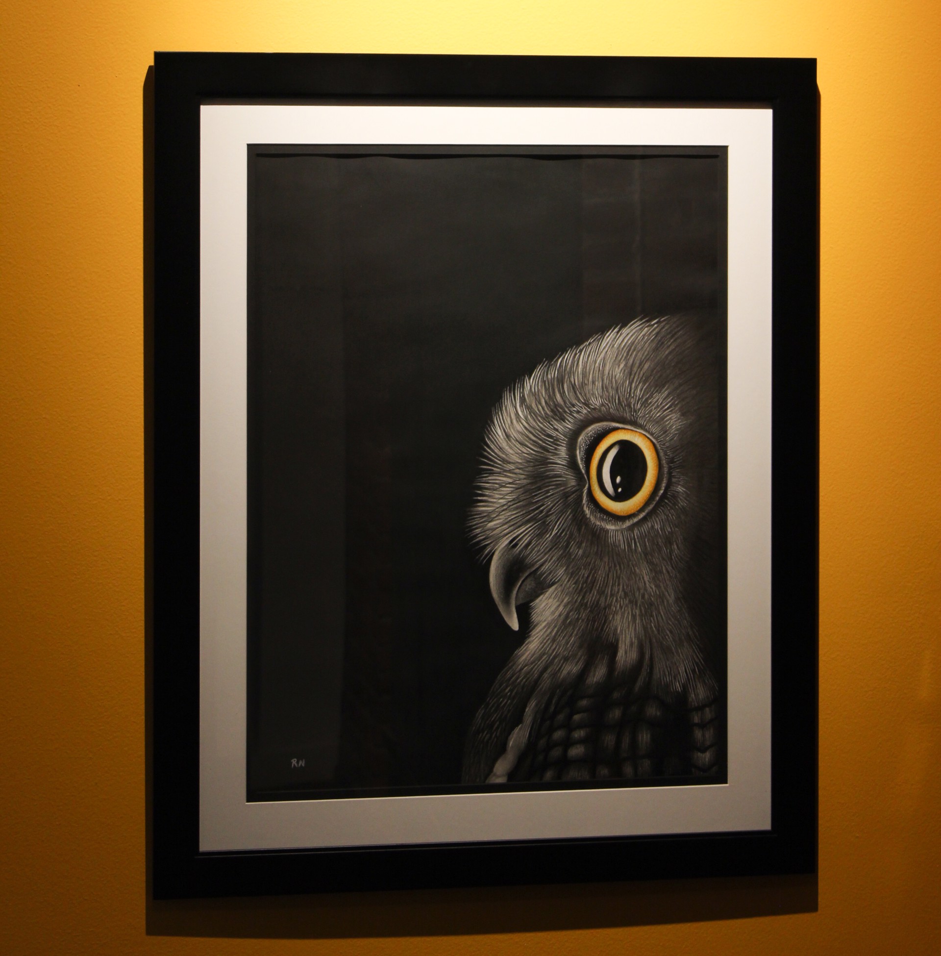 Owl by Ricardo Nassif