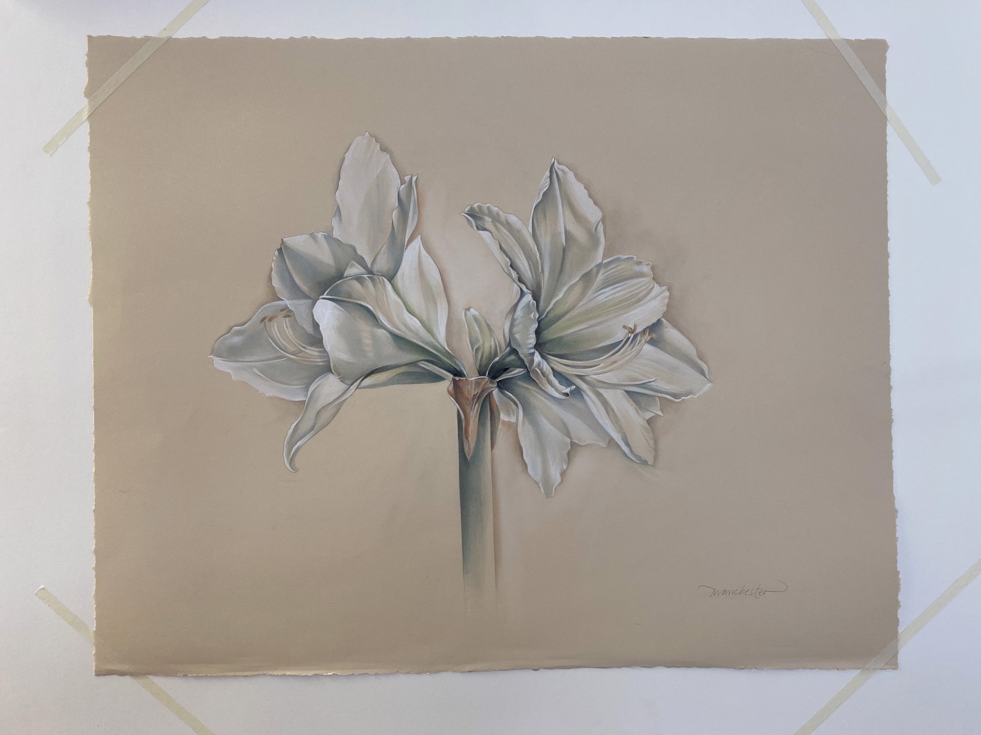 White Amaryllis by Susan Manchester