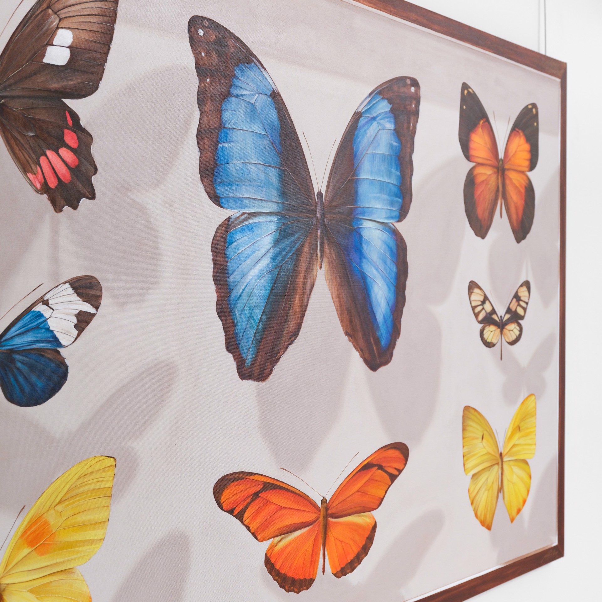 Butterflies of Ecuador : Board I by Mantra