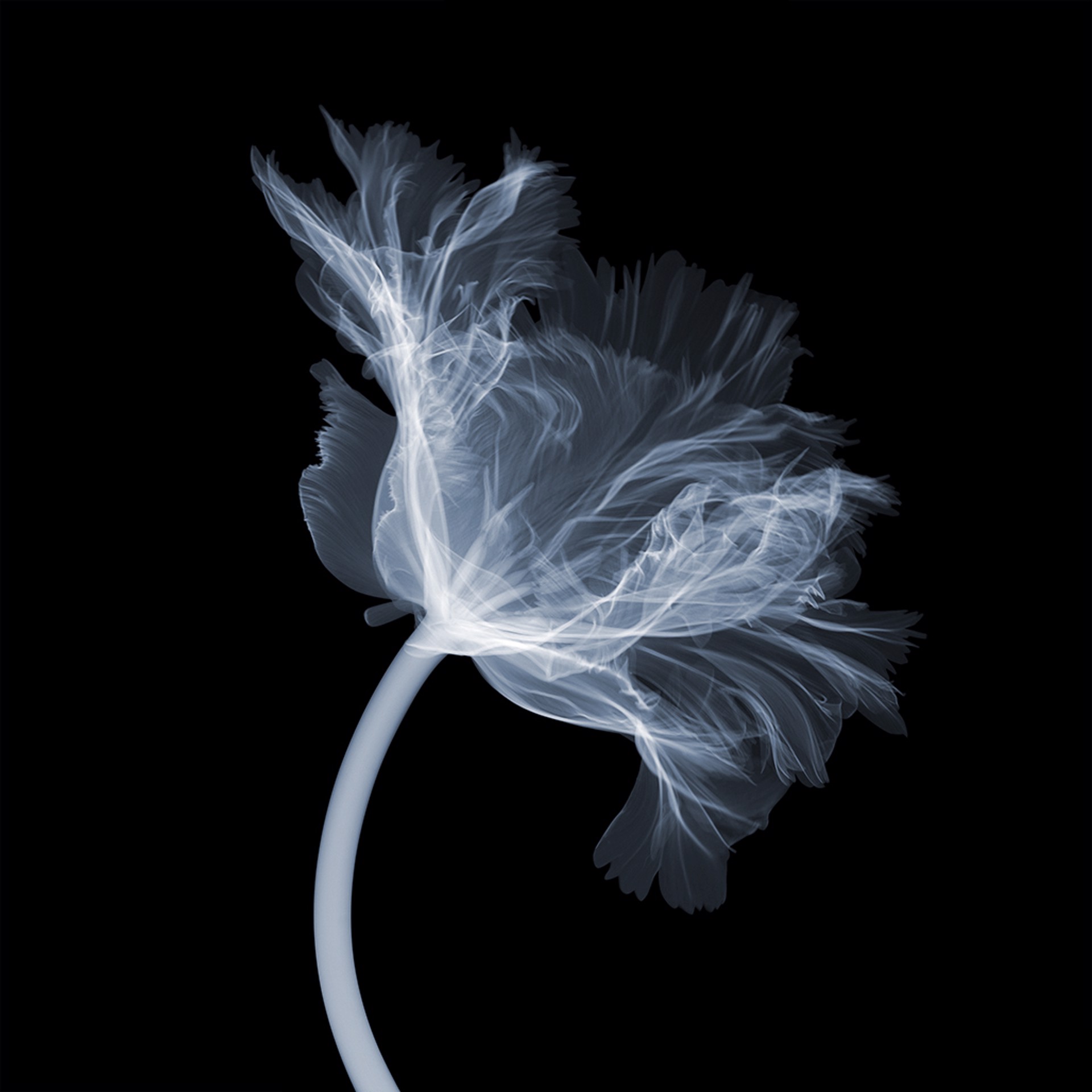 parrot tulip side by Nick Veasey