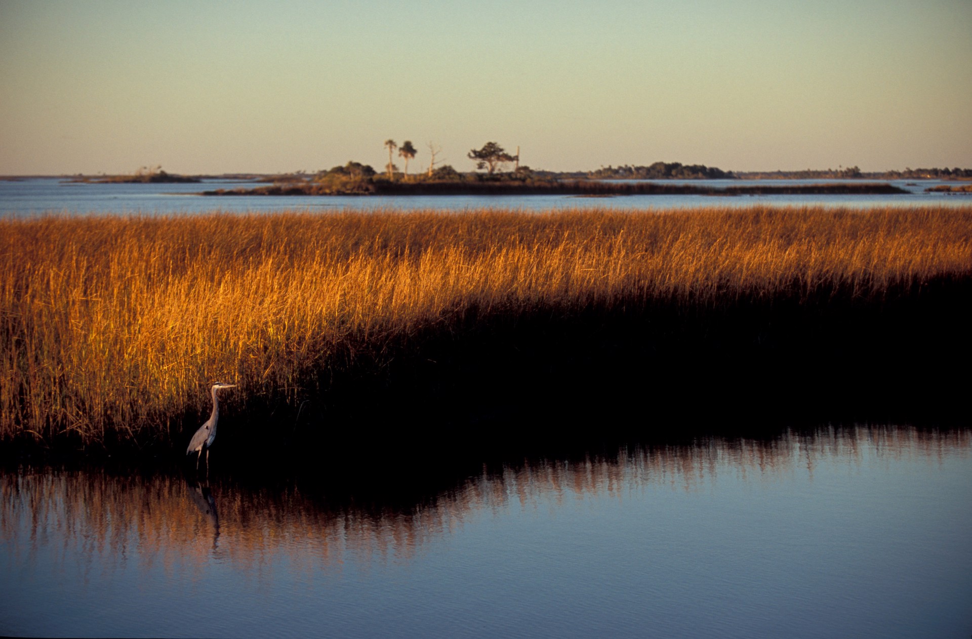 Marsh Grass Heron by Carlton Ward Photography
