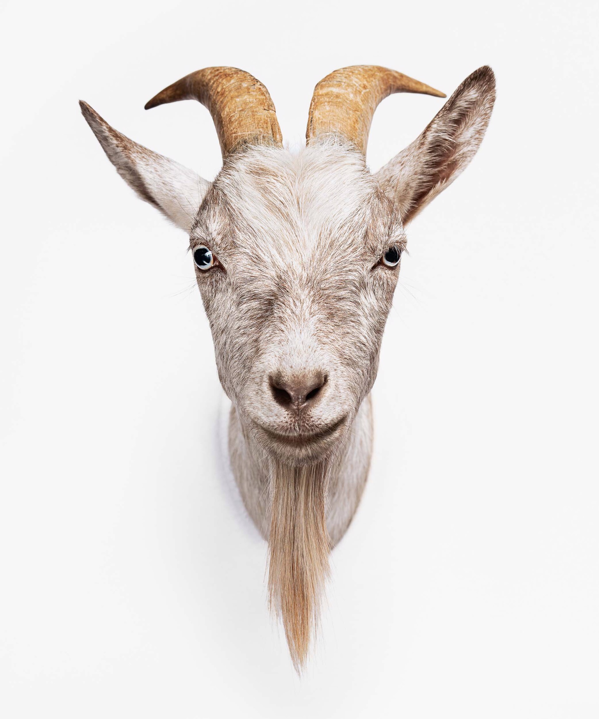 Nigel, Nigerian Dwarf Goat, Gold Oval Frame by Evan Kafka