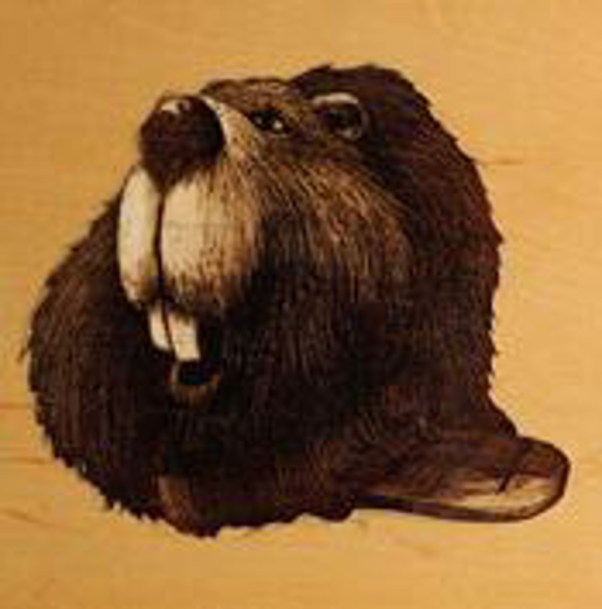 Beaver by Matt Lively