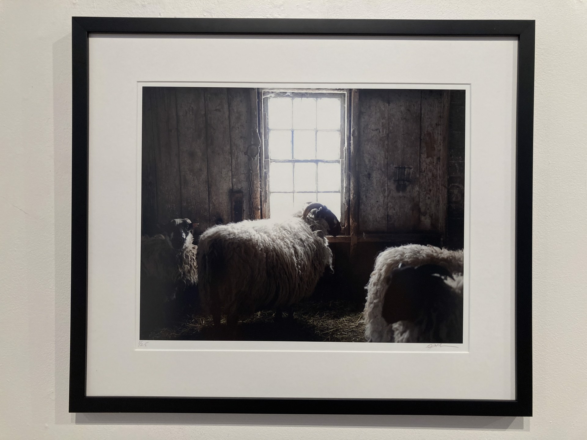 Sheep in Barn Window by Nina Fuller
