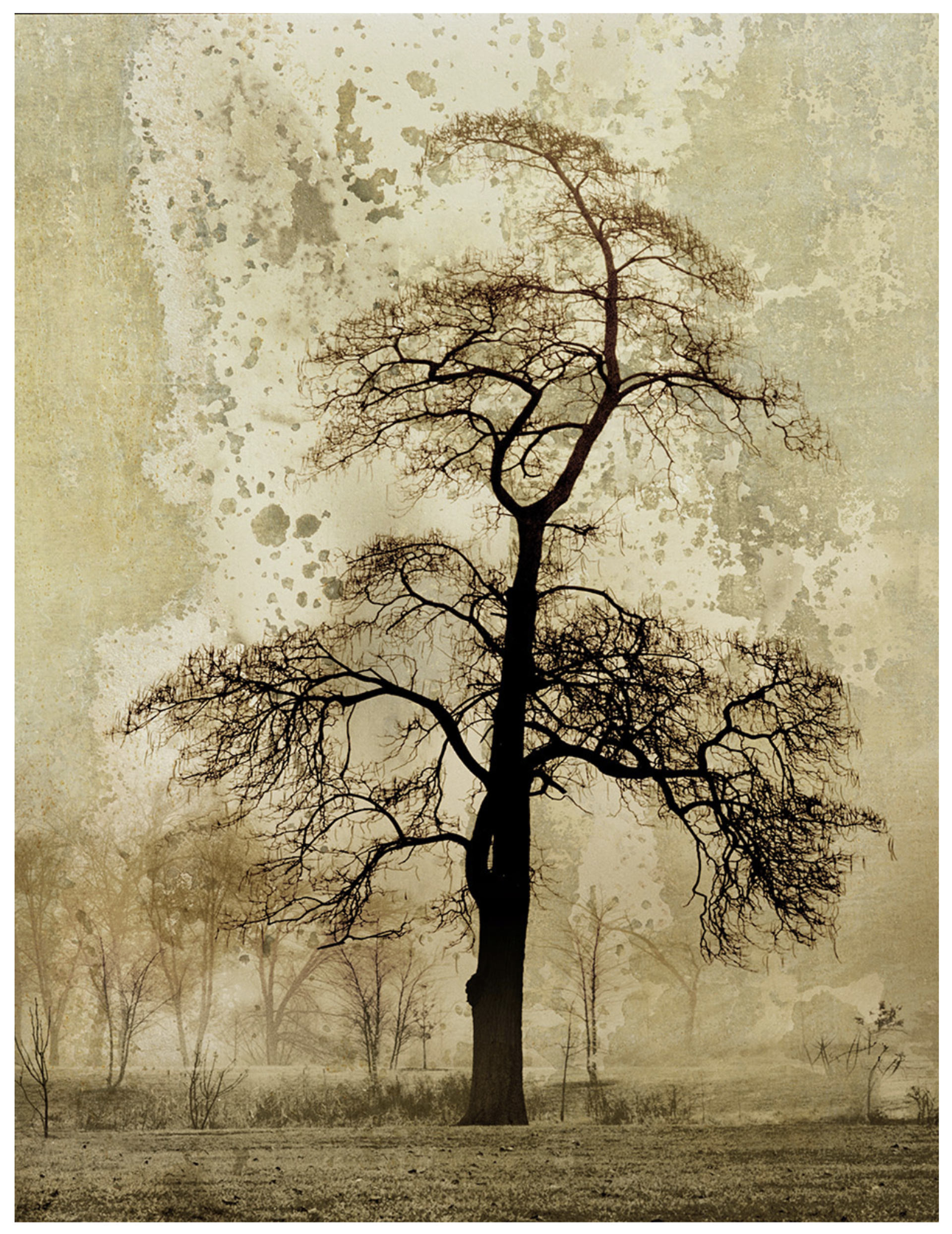 Trees # E5 by Michael Eastman
