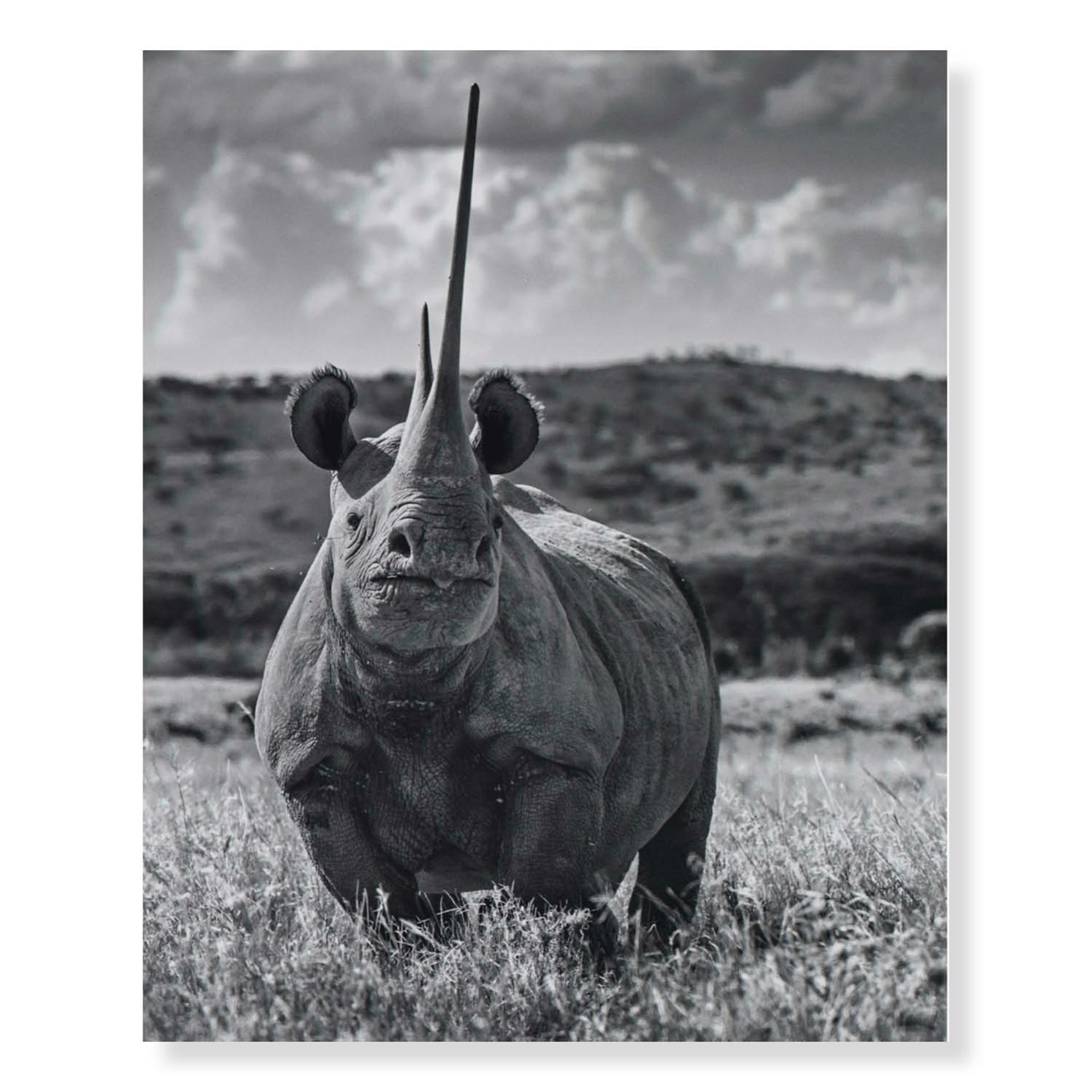 Unforgiven - Rhino by David Yarrow