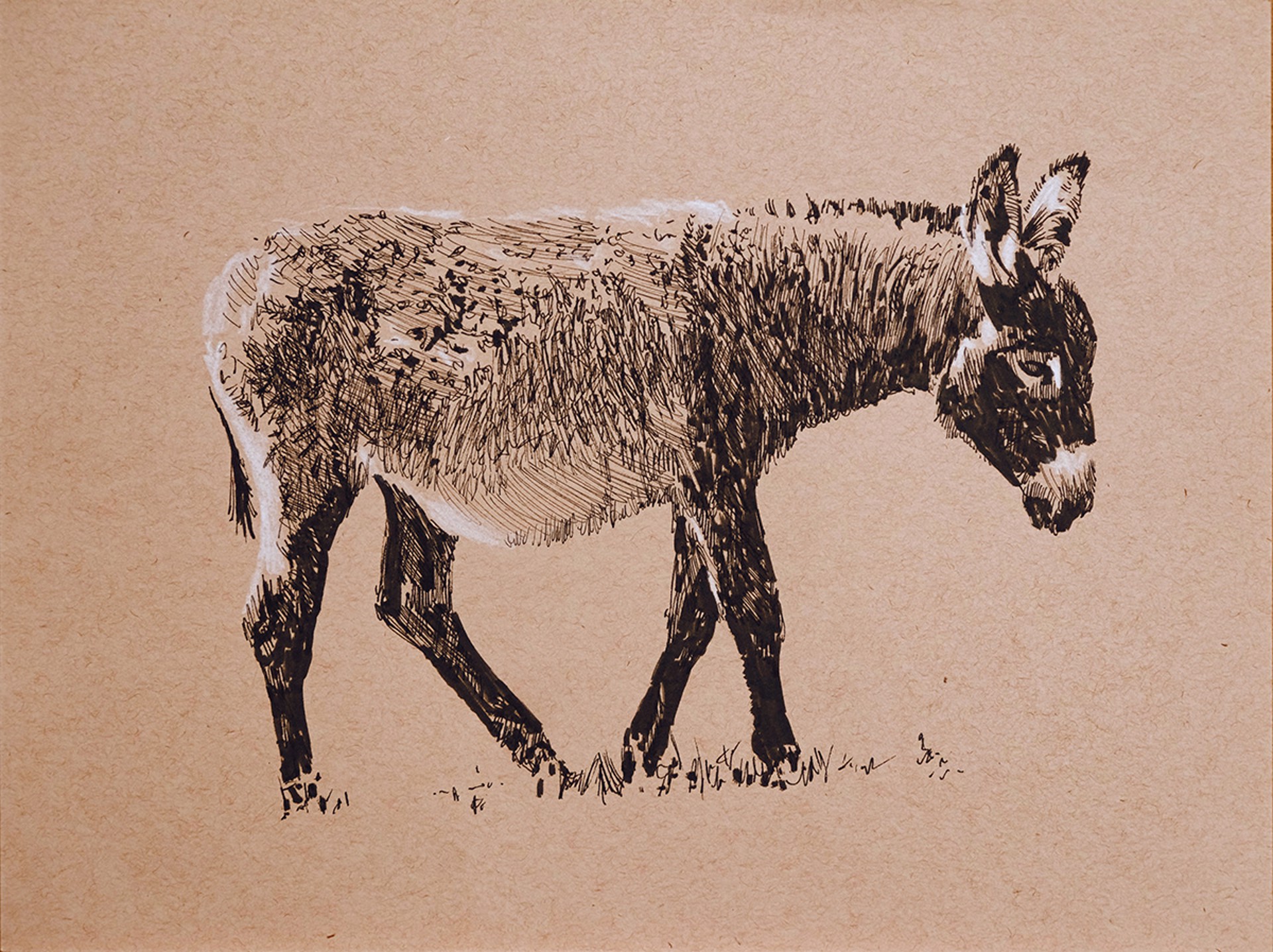 Donkey Walking by Ed Ford